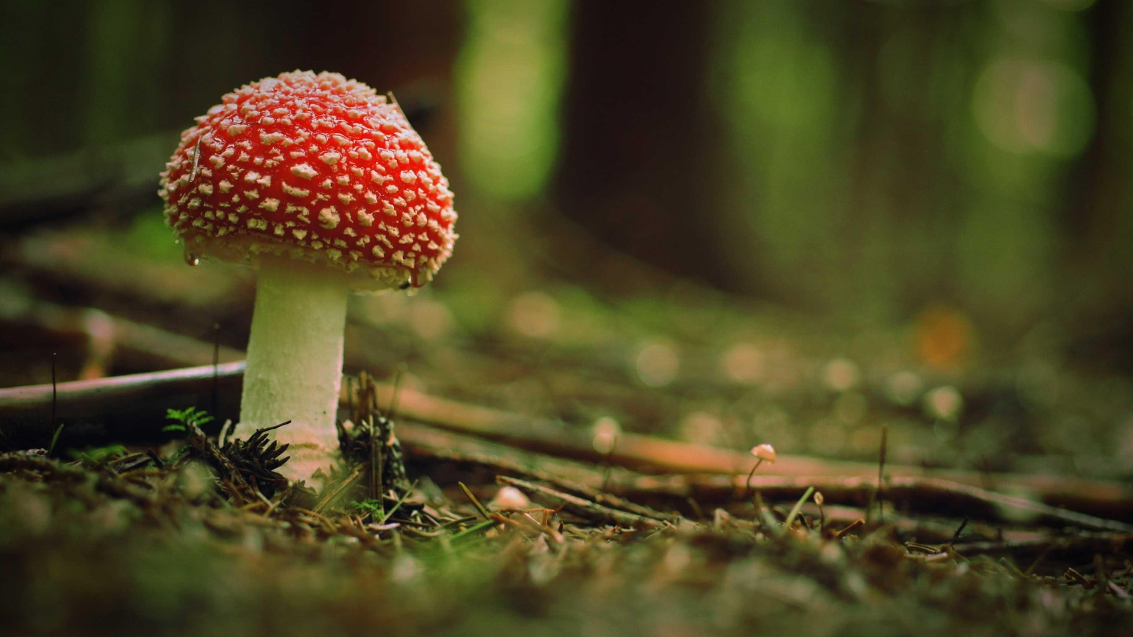 Wallpaper Download 3840x2160 Beautiful poison mushroom in the woods