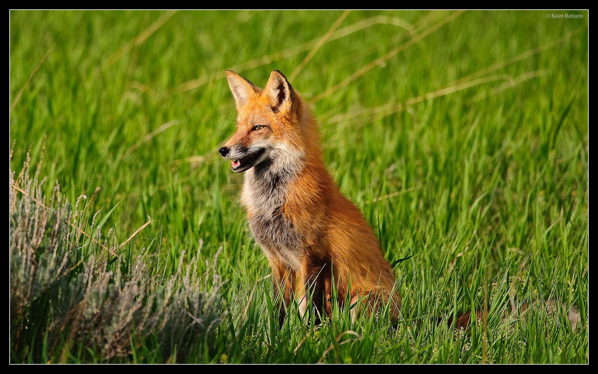 Red Foxes image Red Fox HD wallpaper and background photo