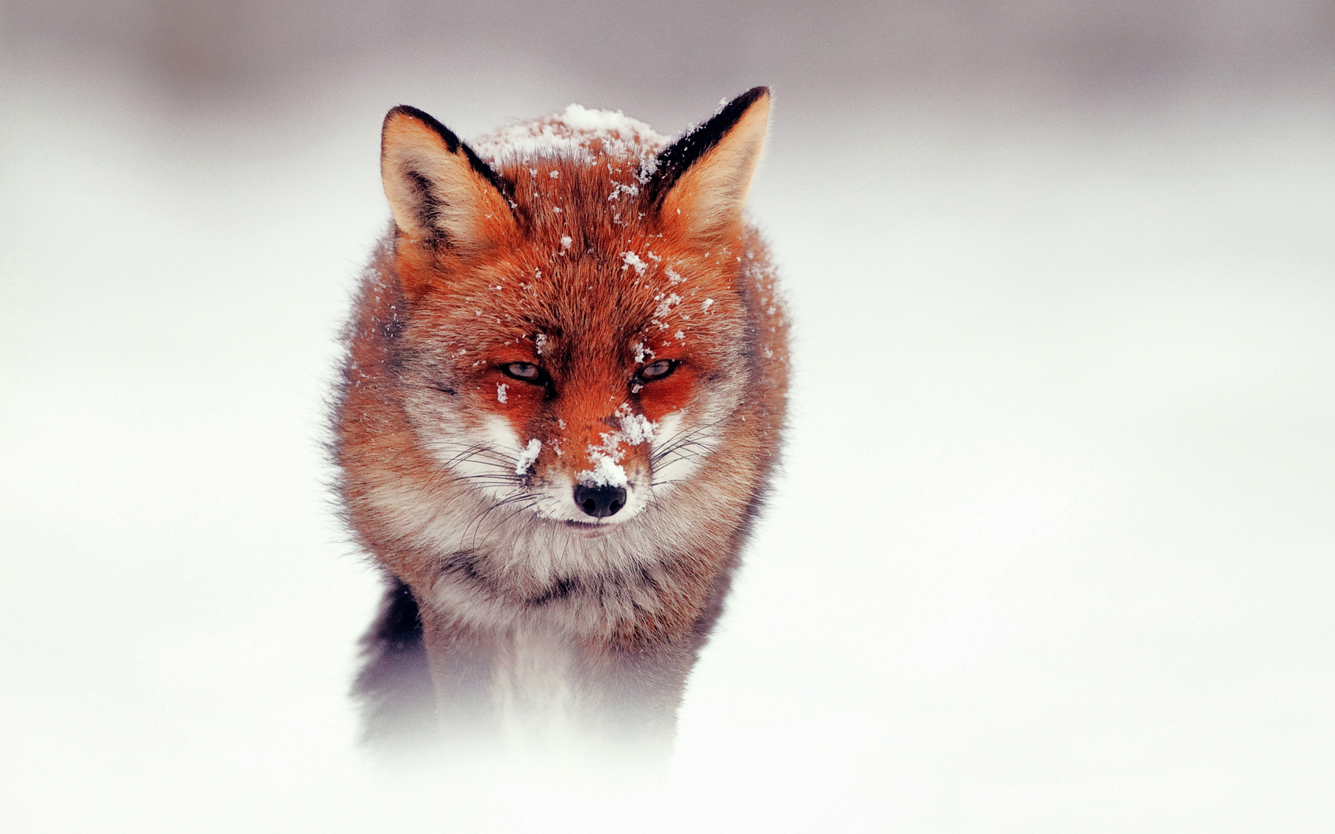 Red Fox HD Wallpaper, Background Image