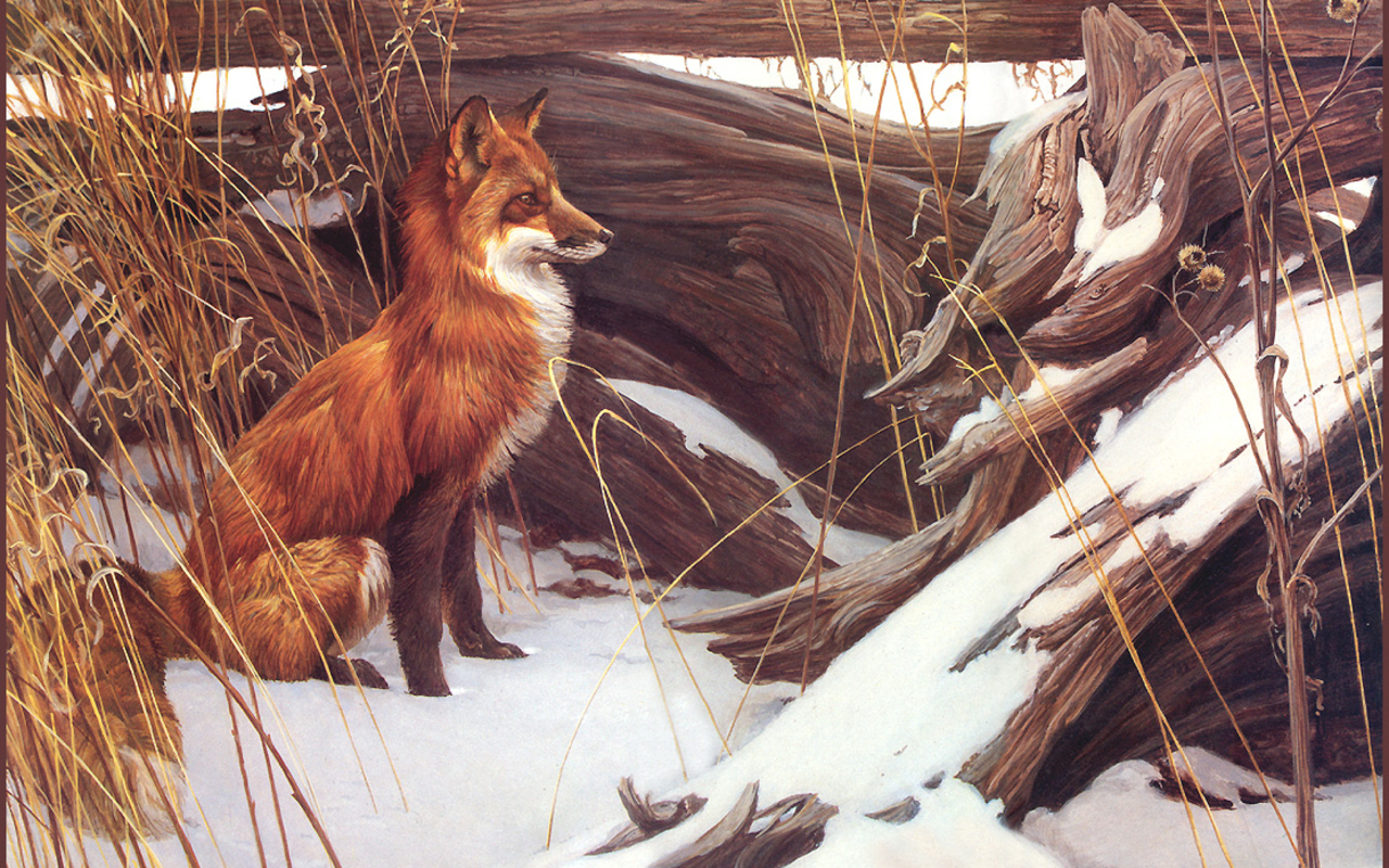 Red Foxes Wallpaper Cute and Docile