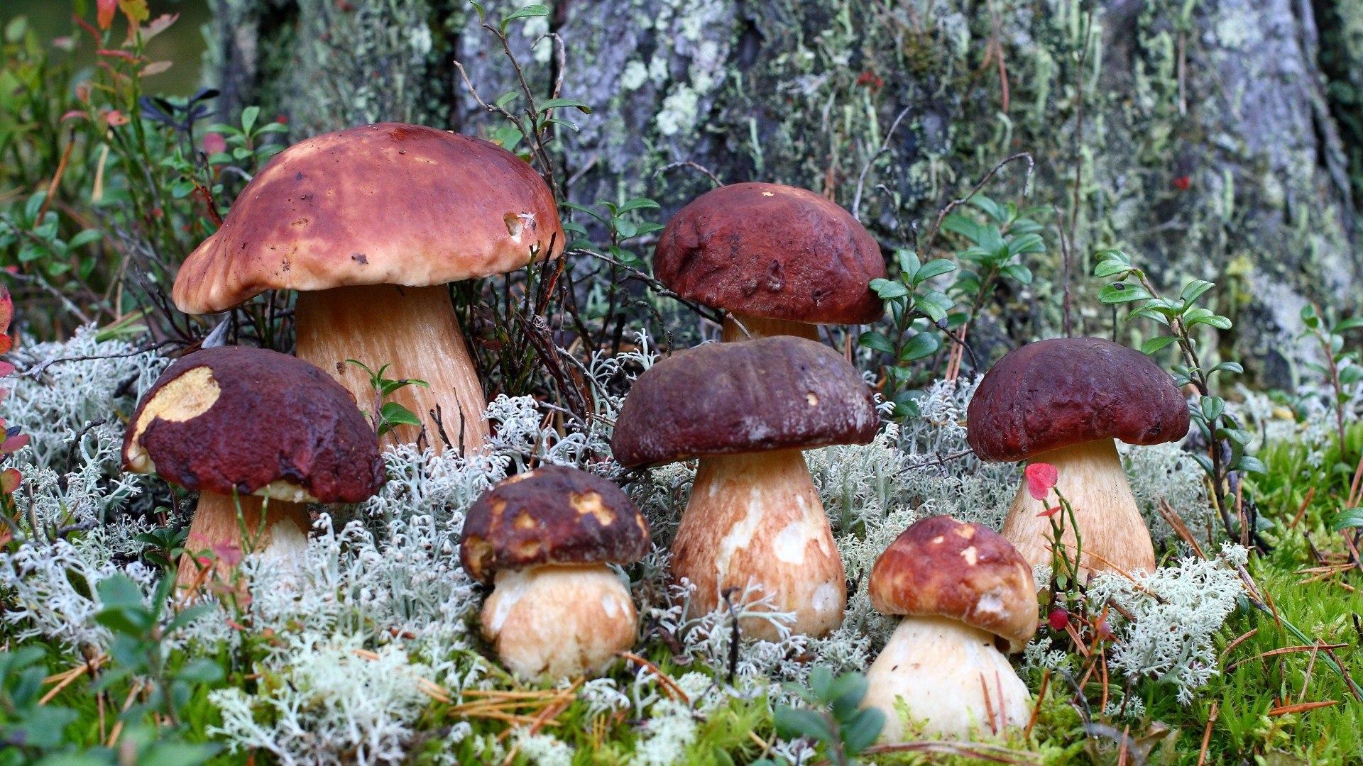 Family porcini mushrooms wallpaper and image