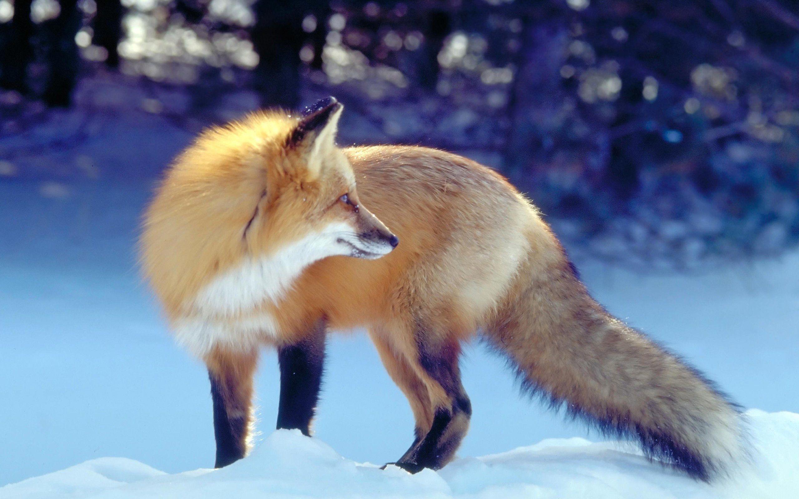 Red Fox Wallpaper #ZG8WSUS