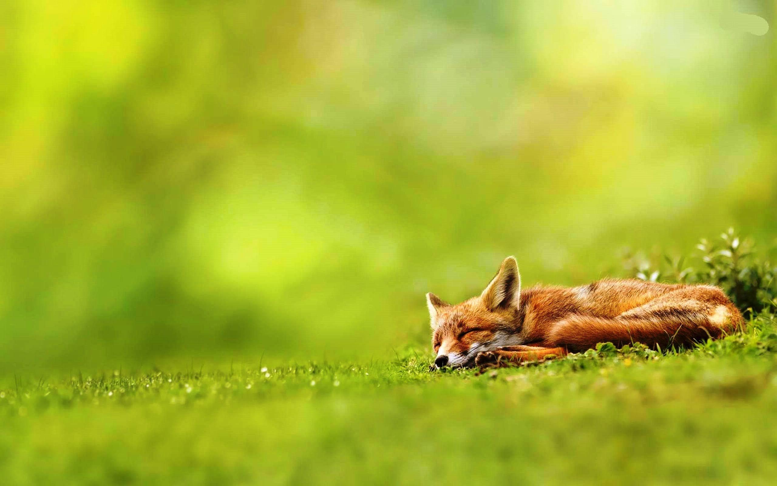 Red Fox Wallpaper background picture