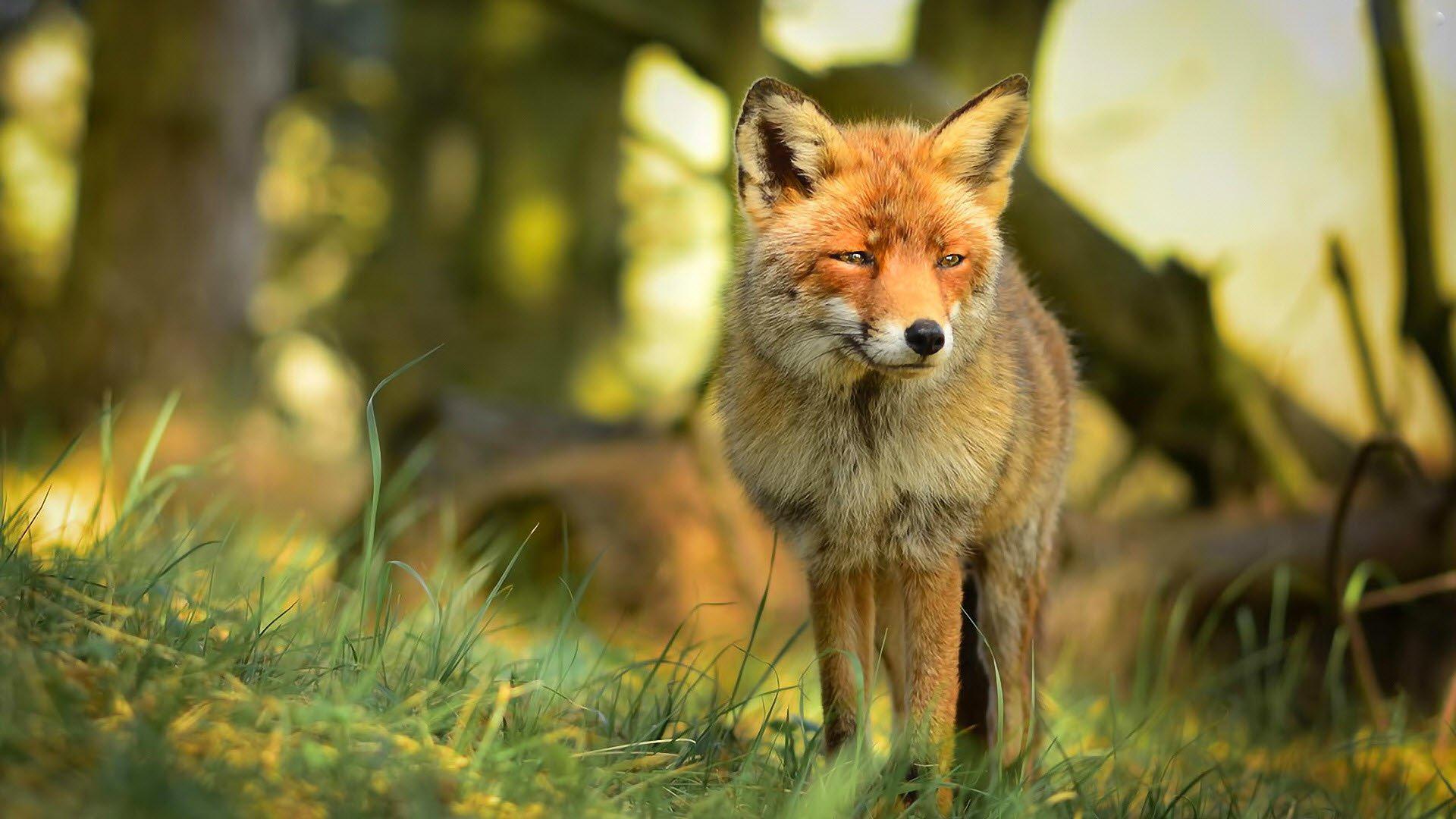 Red Fox Wallpapers - Scalsys.