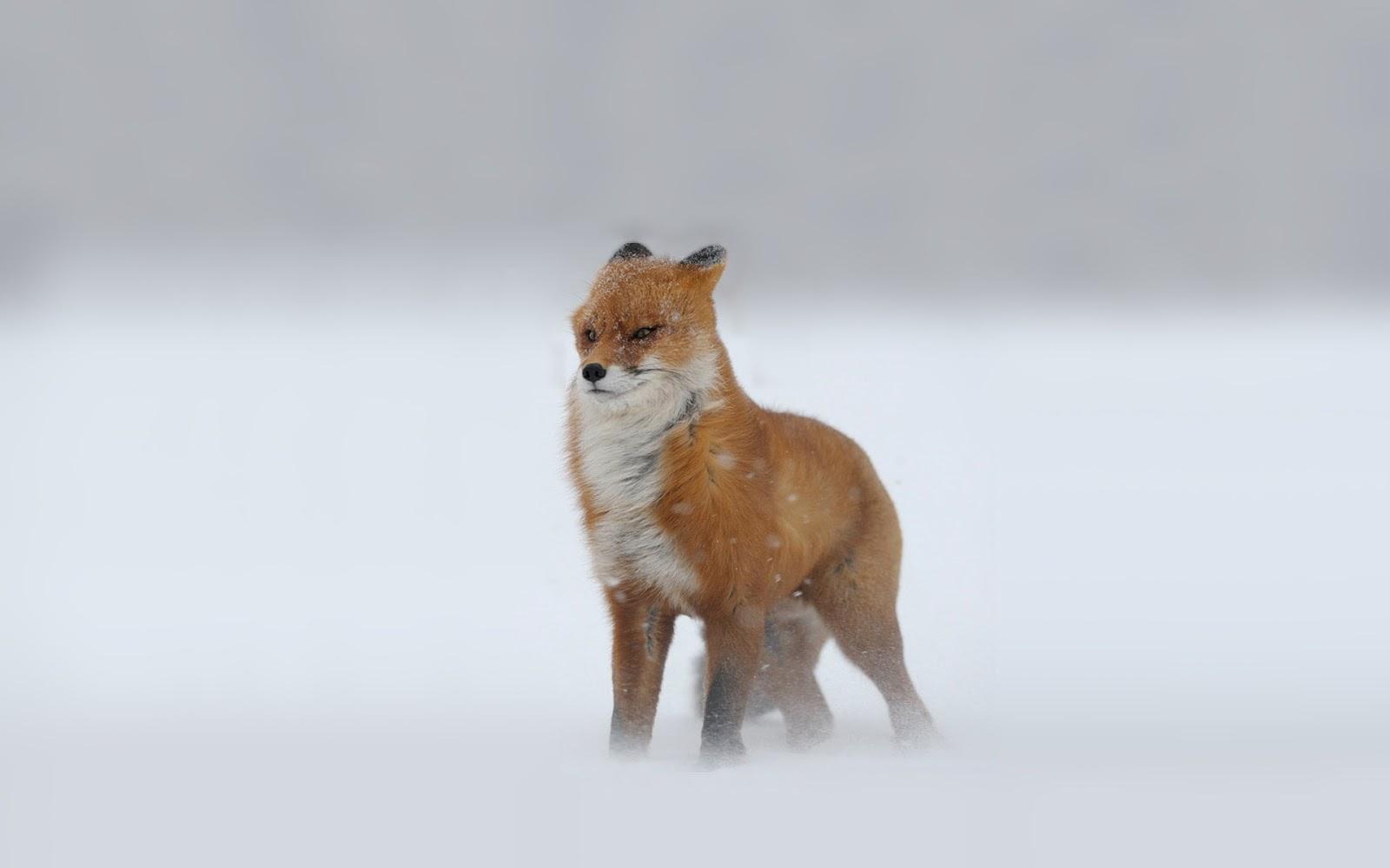 Red fox in a snowstorm wallpaper. HD Animals Wallpaper