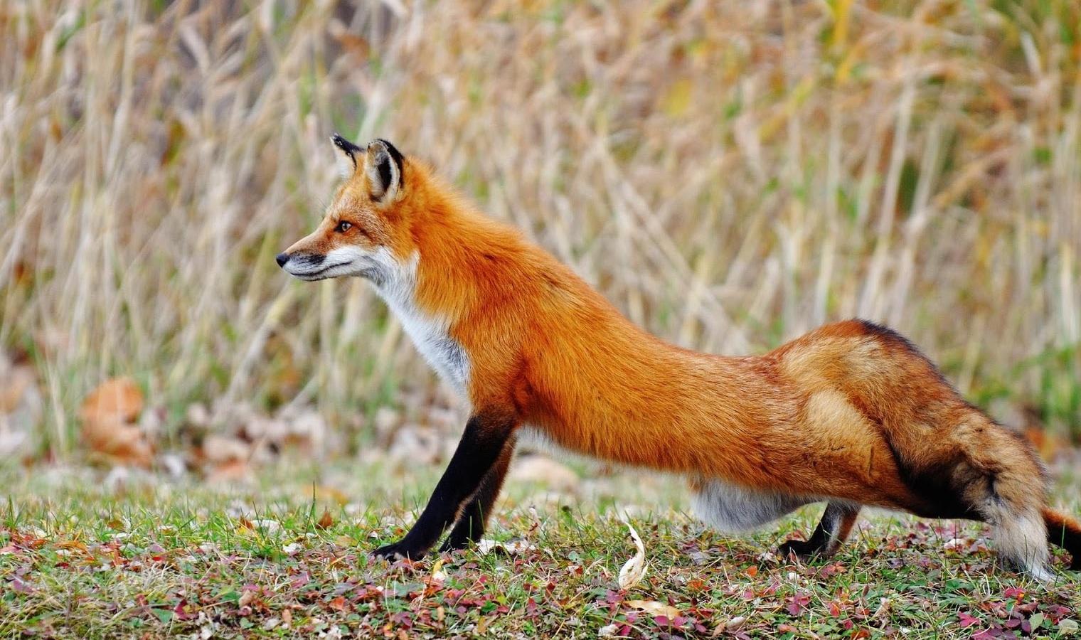 Perfect Red Fox Habitat Picture. Quality Image on Animal Picture