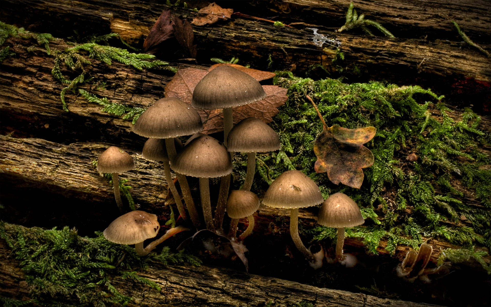 HD Mushrooms Wallpaper