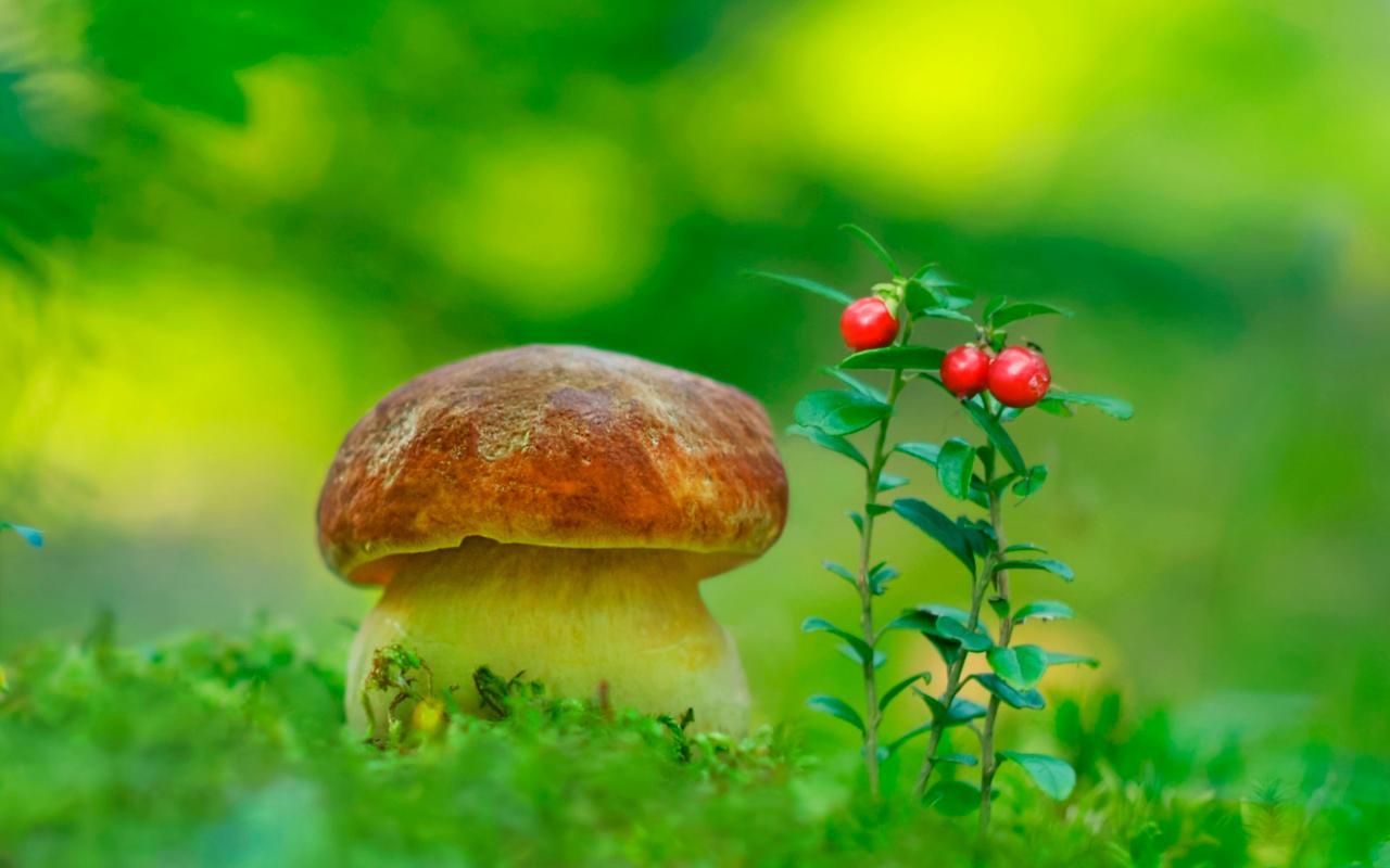 Mushrooms Wallpaper for Android