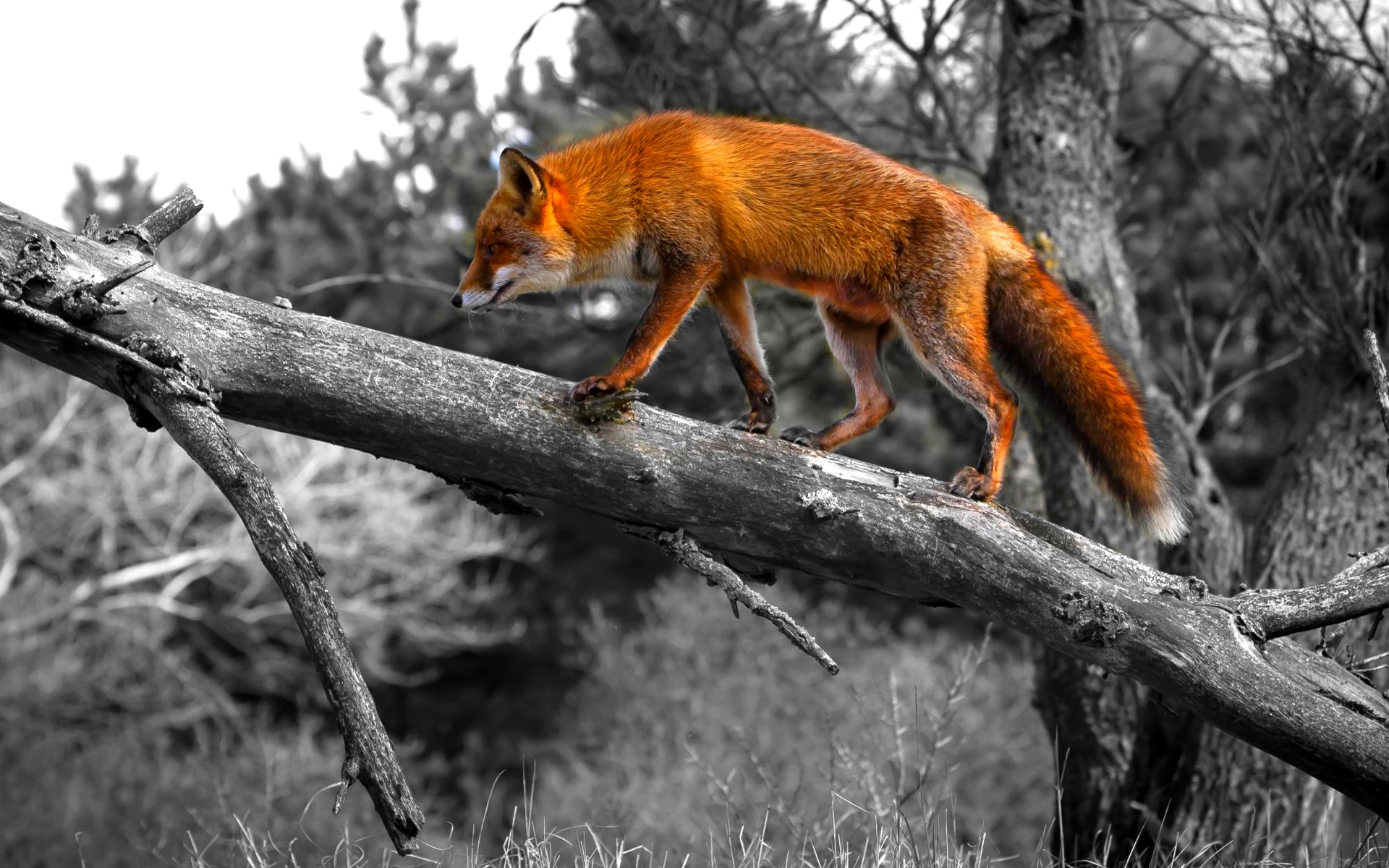 Desktop HD Picture Of Red Fox Download