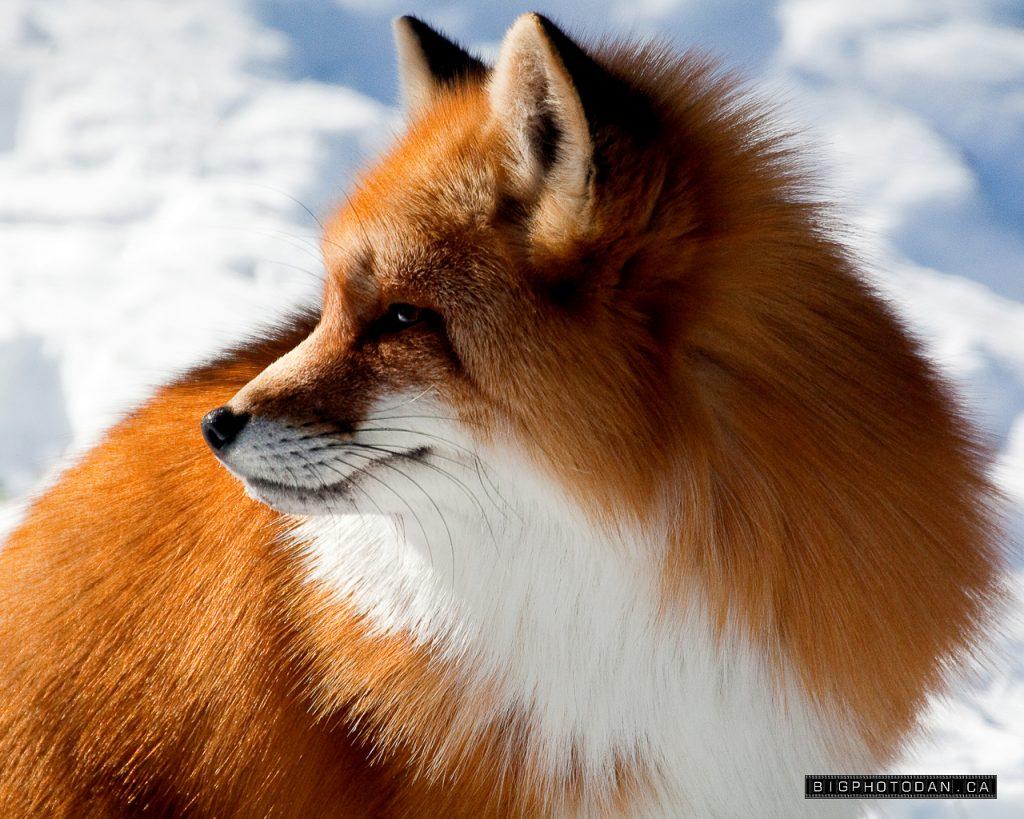 Red Fox Wallpaper wallpaper Collections