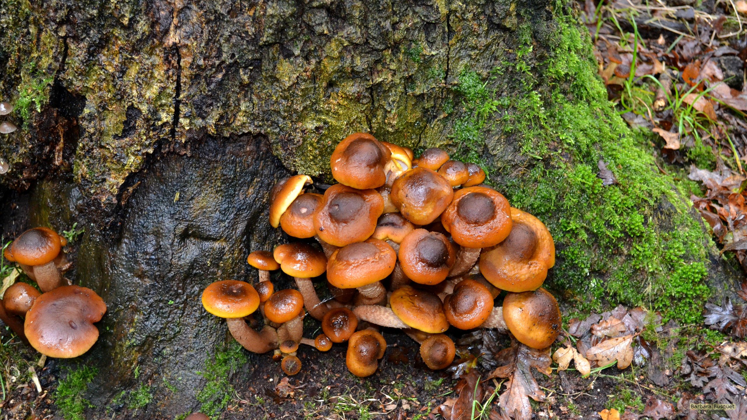 Mushrooms growing on tree HD Wallpaper