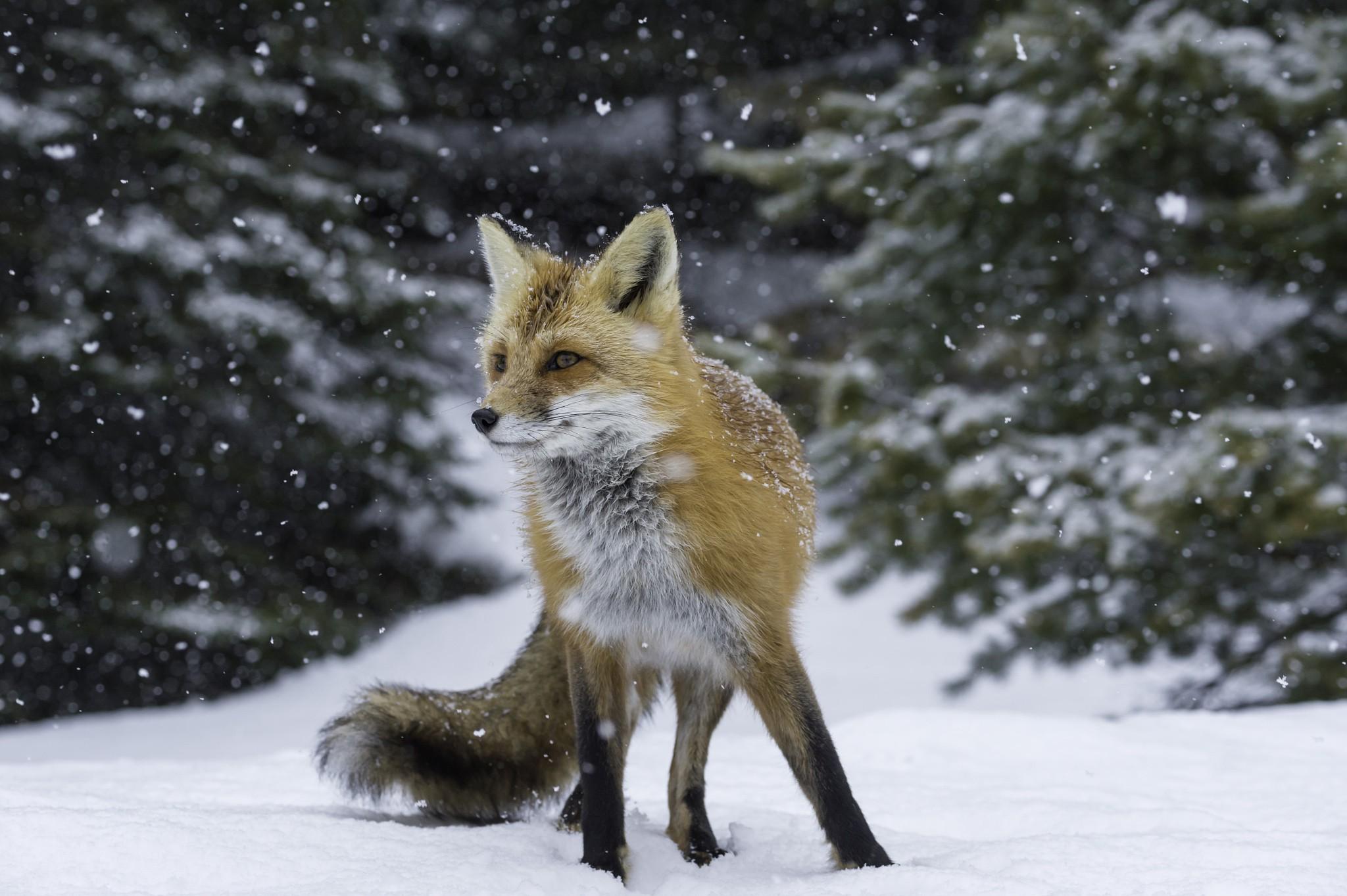 Red fox in winter wallpaper