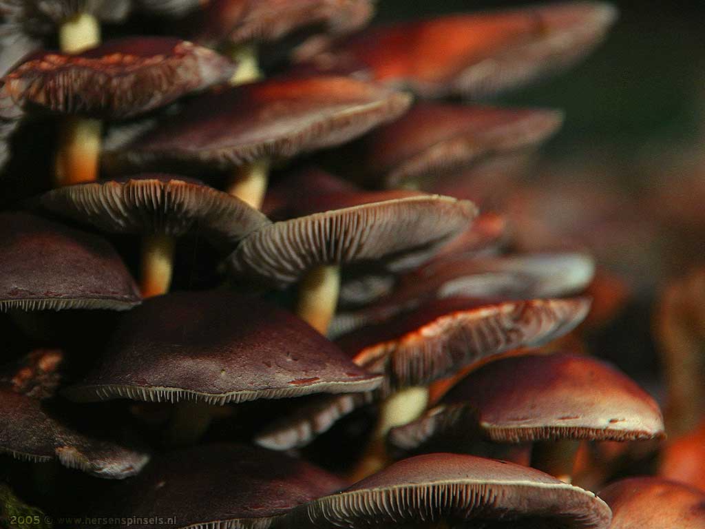 Wallpaper: 'Mushrooms' autumn mushrooms on a tree trunk