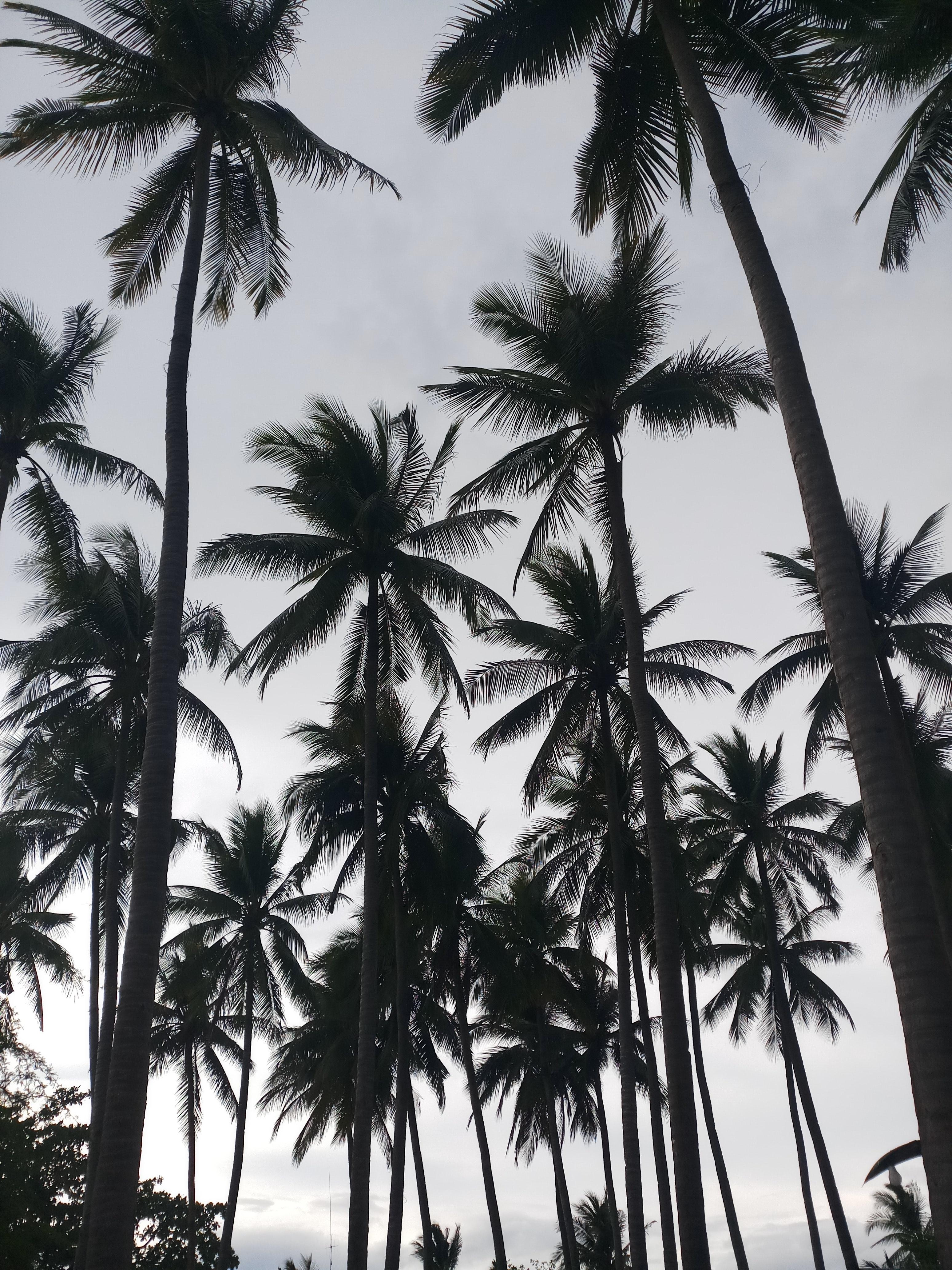 Amazing Palm Tree Photo