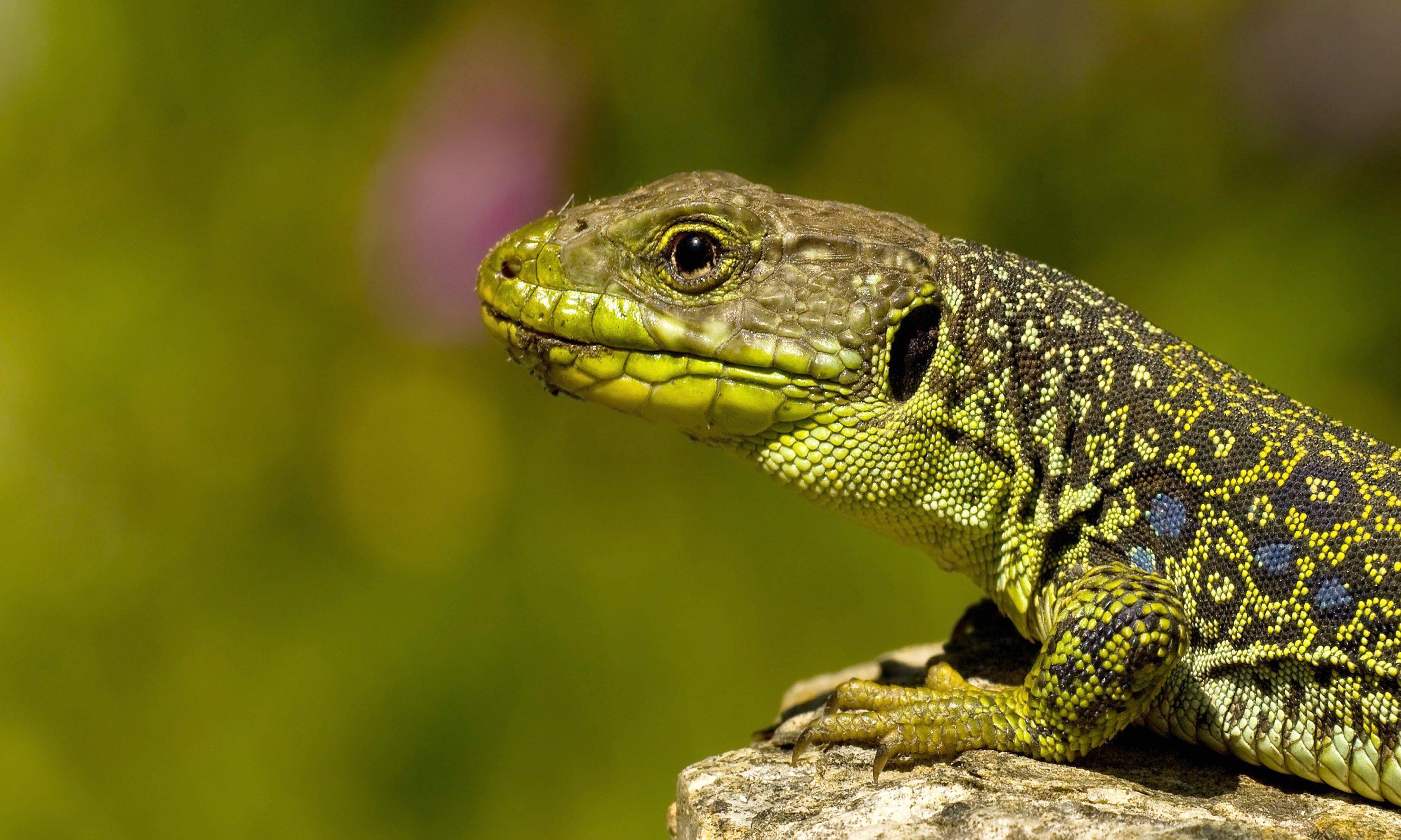 Lizard HD Wallpaper and Background Image