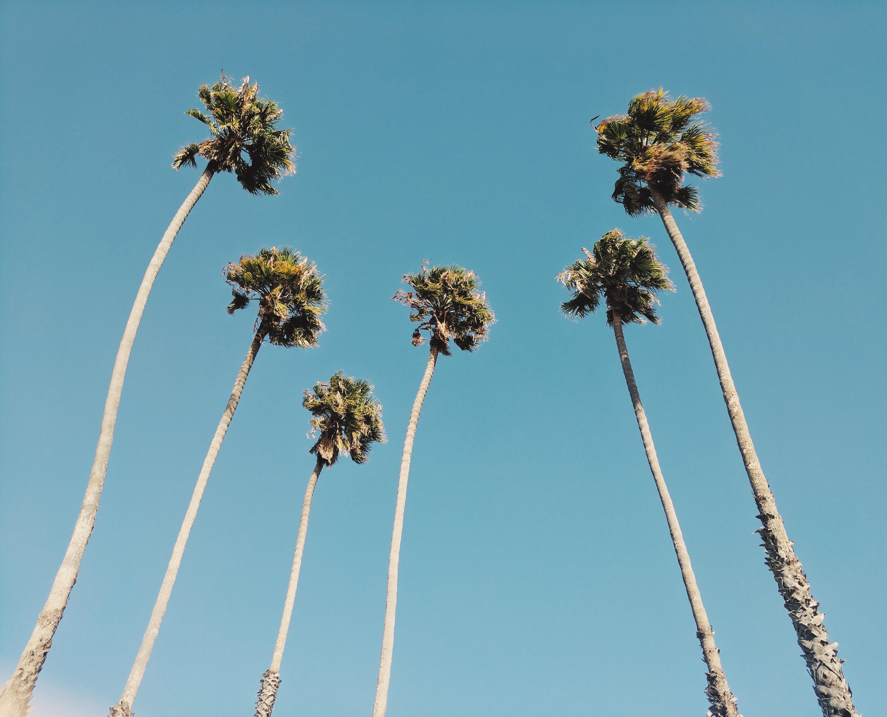 Wallpaper of the Week Palm Trees