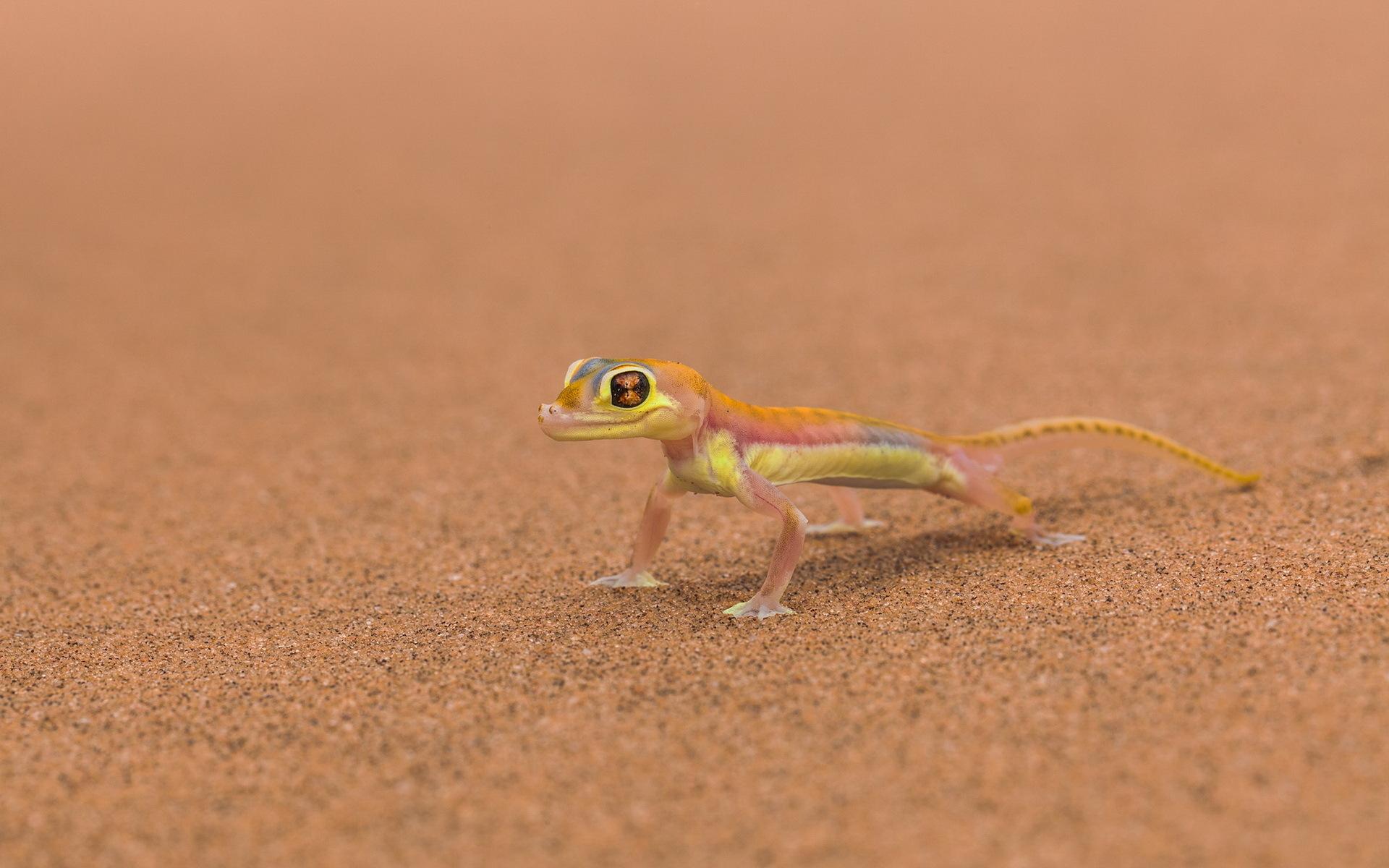 lizards image Lizard HD wallpaper and background photo
