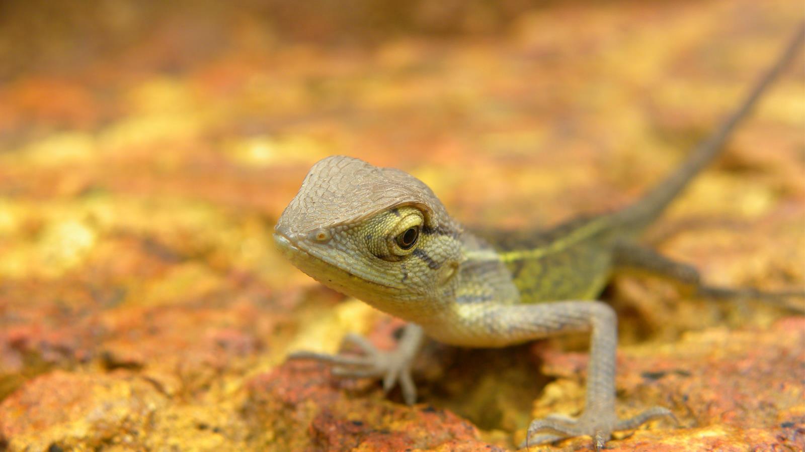Lizard Wallpaper and Background Imagex900