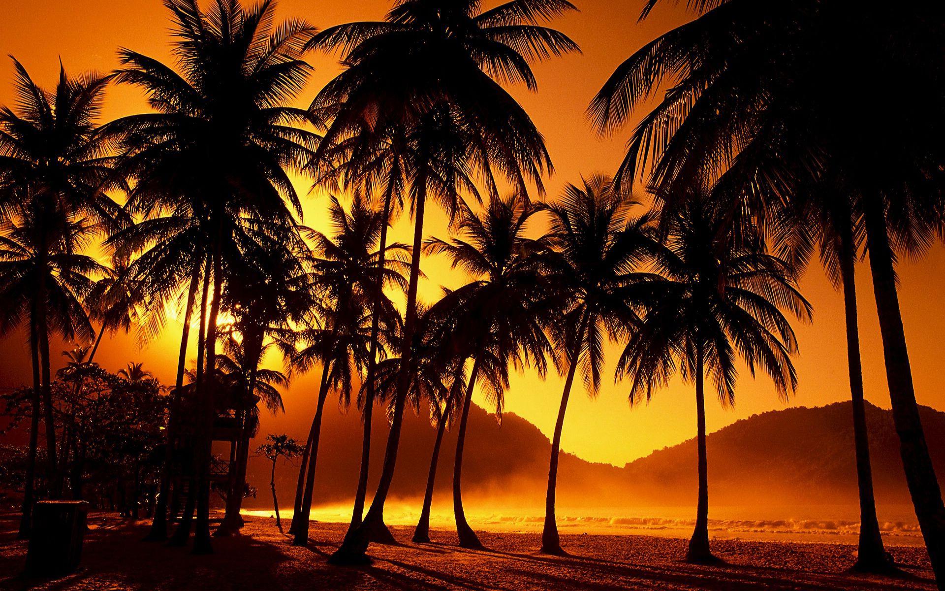 palm trees desktop wallpaper