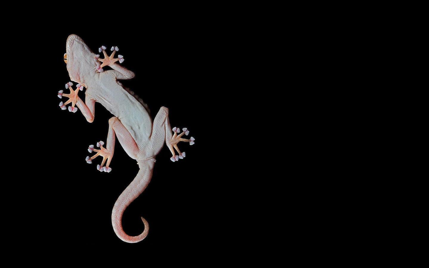 Lizard Wallpaper 5 X 1200