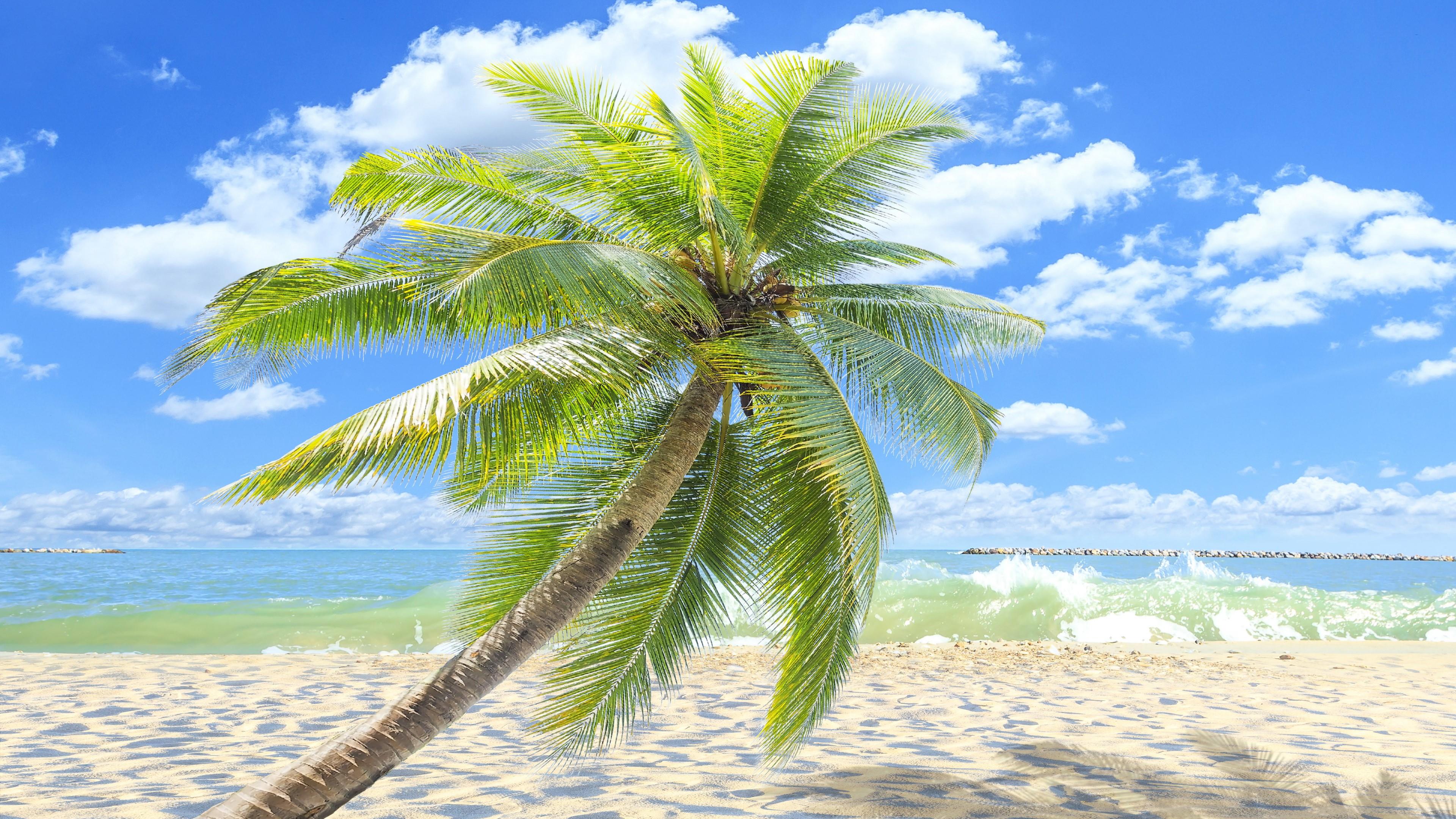 Single Palm Tree On The Sandy Beach 4K UltraHD Wallpaper. Wallpaper