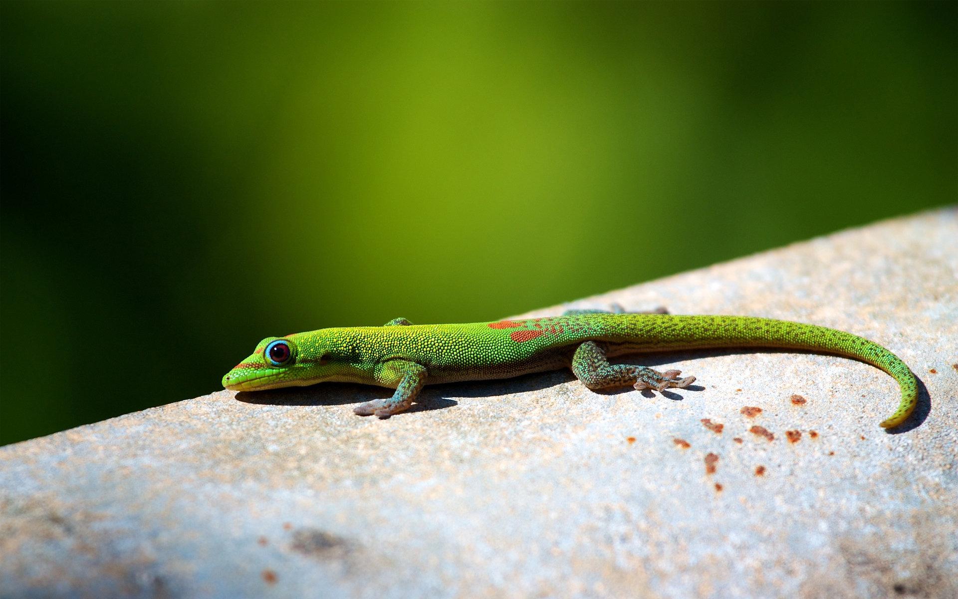 Lizard wallpaper 1920x1200 desktop background