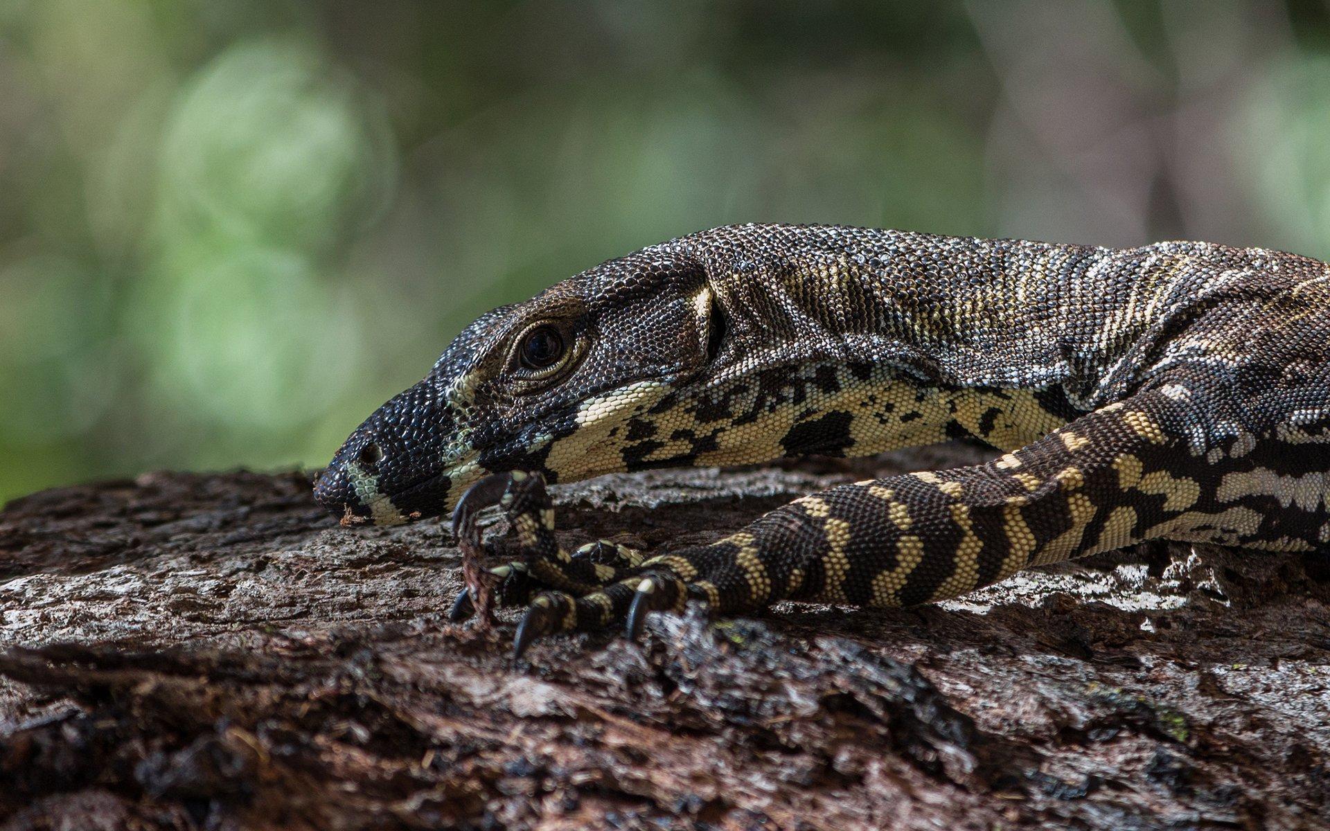 Wallpaper Blink of Monitor Lizard Wallpaper HD for Android