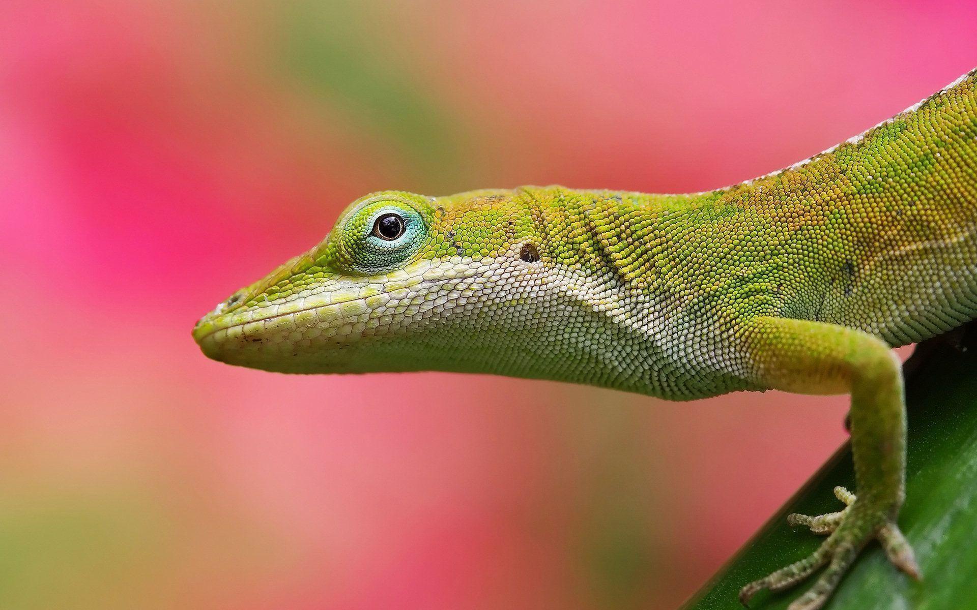 Lizard HD Wallpaper and Background 63