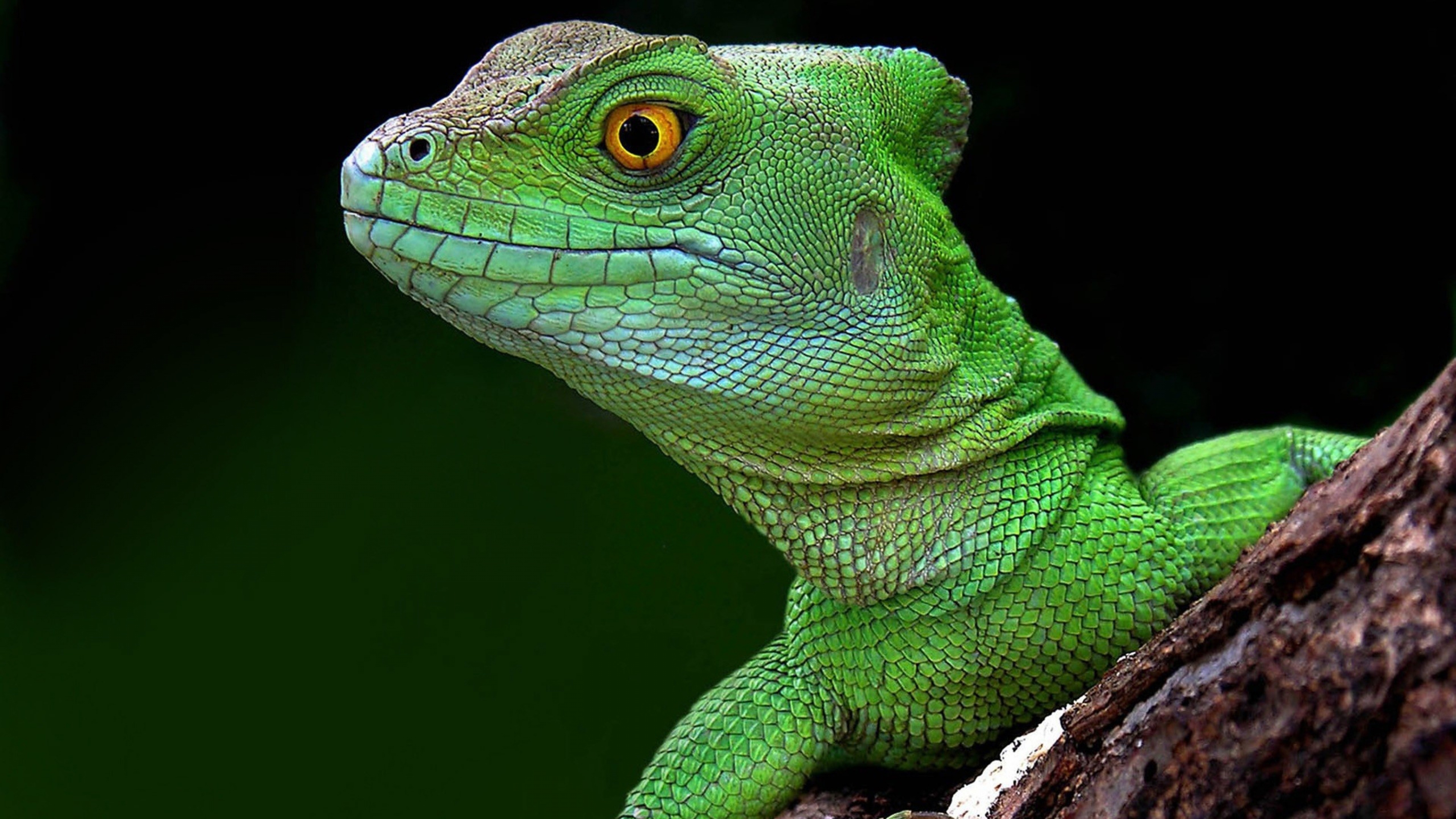 Green Lizard Wallpaper 21417. Best Free Desktop HD Wallpaper