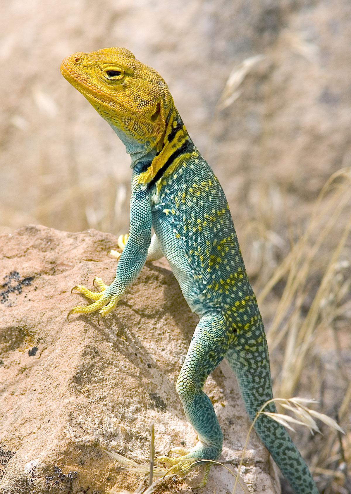 Collared Lizard Wallpaper and Background Image