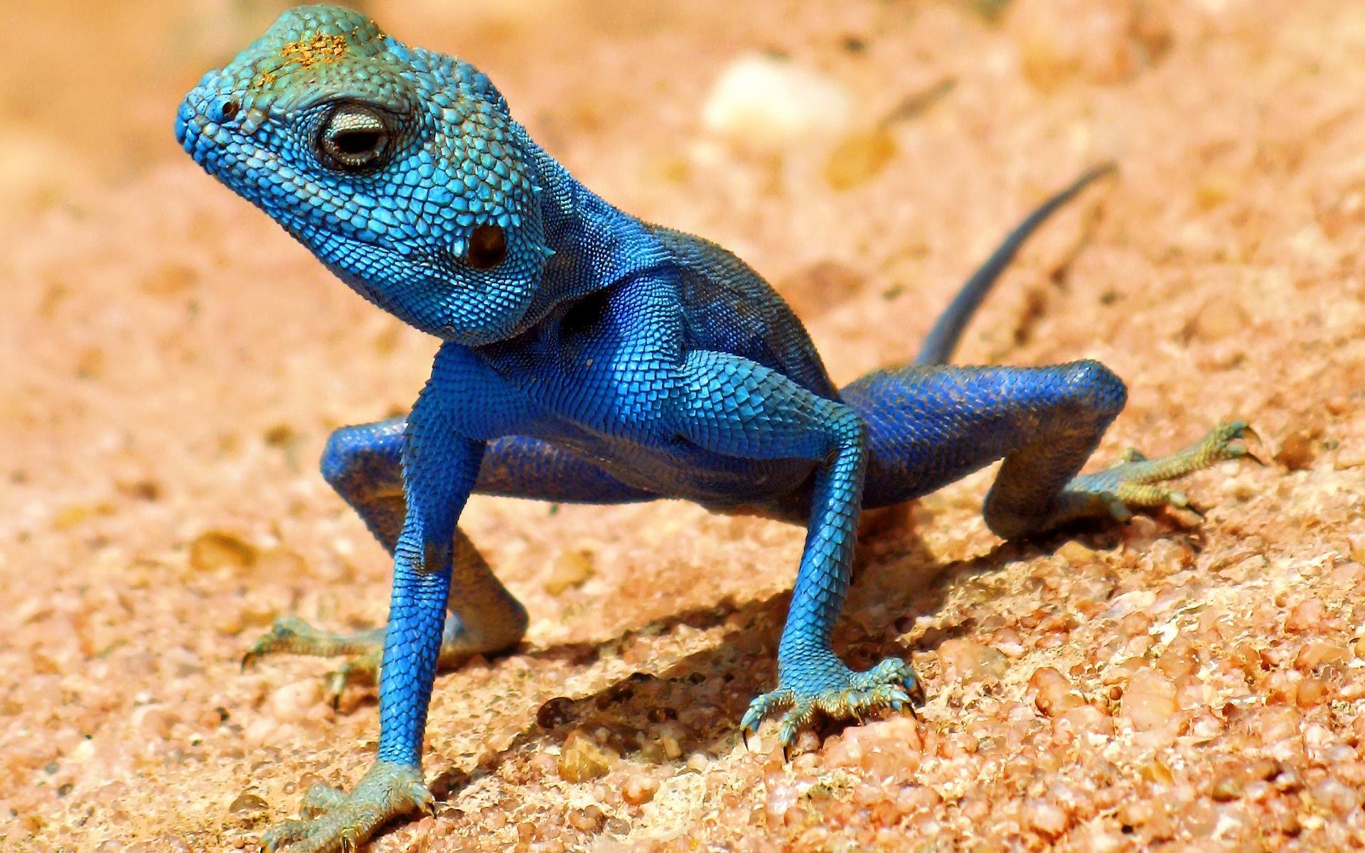 Lizard Picture