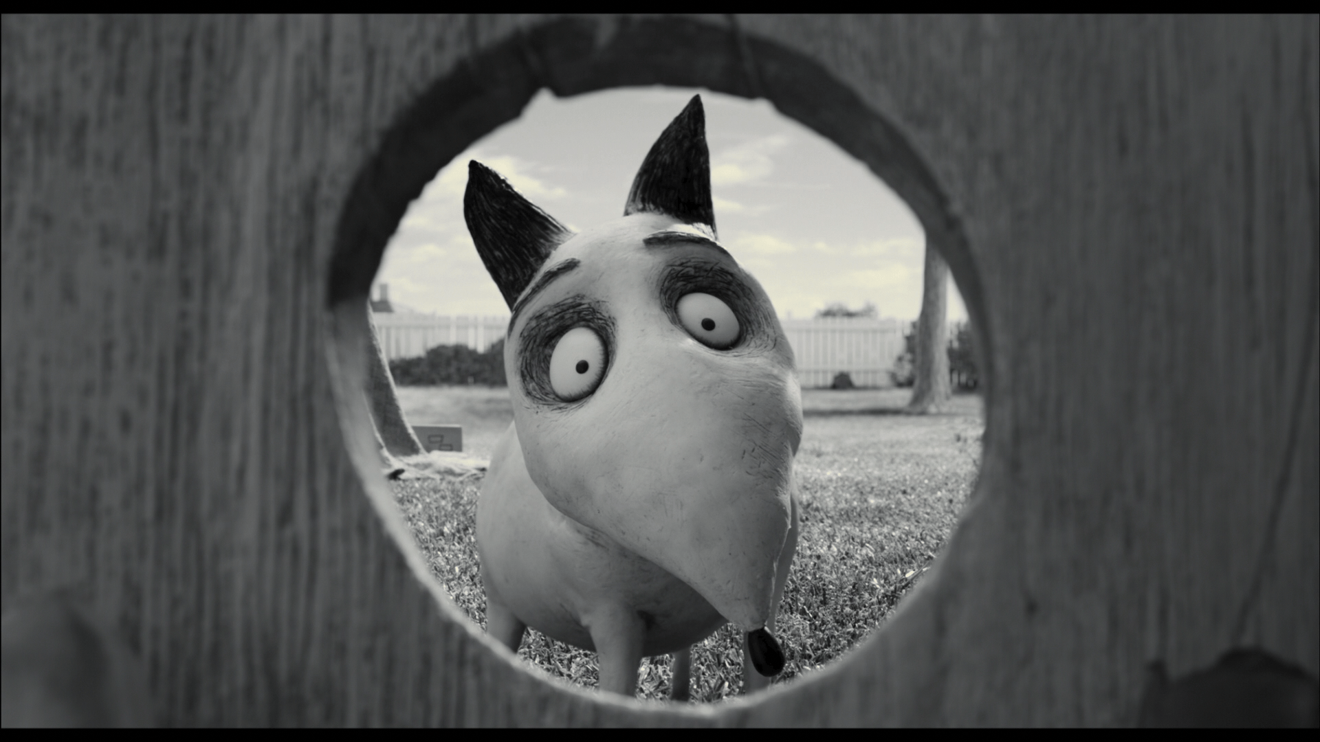 Frankenweenie Dog Sparky wallpaperx1080