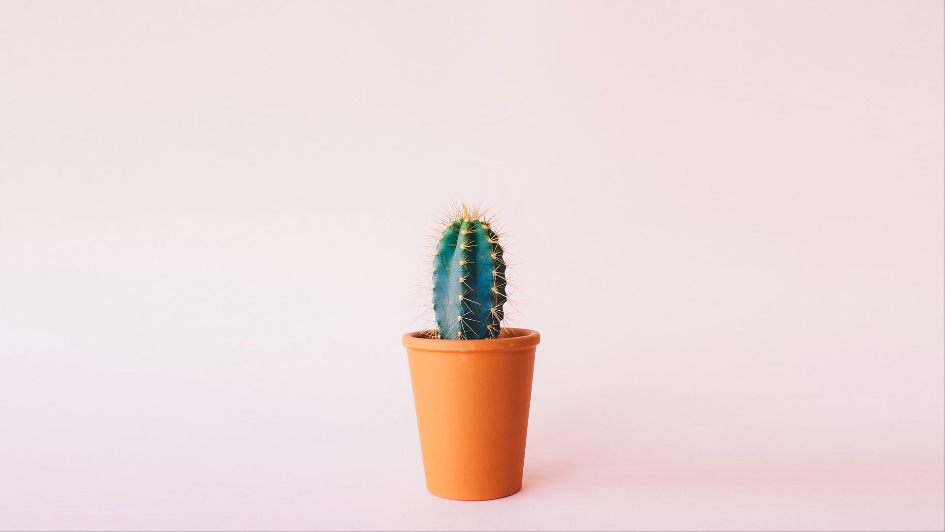 Cactus Minimal HD Wallpaper