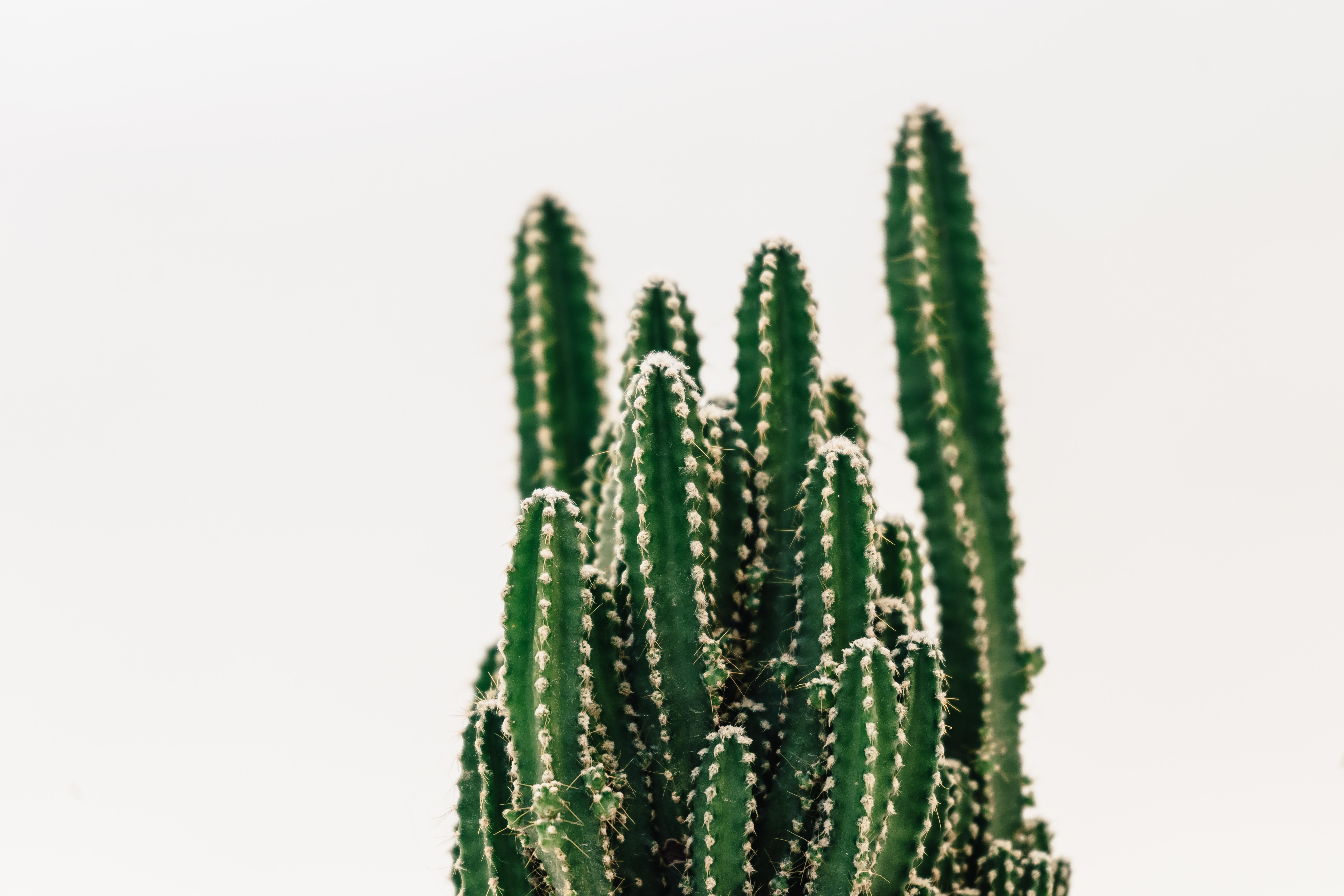 Close Up Of A Cactus Wallpaper