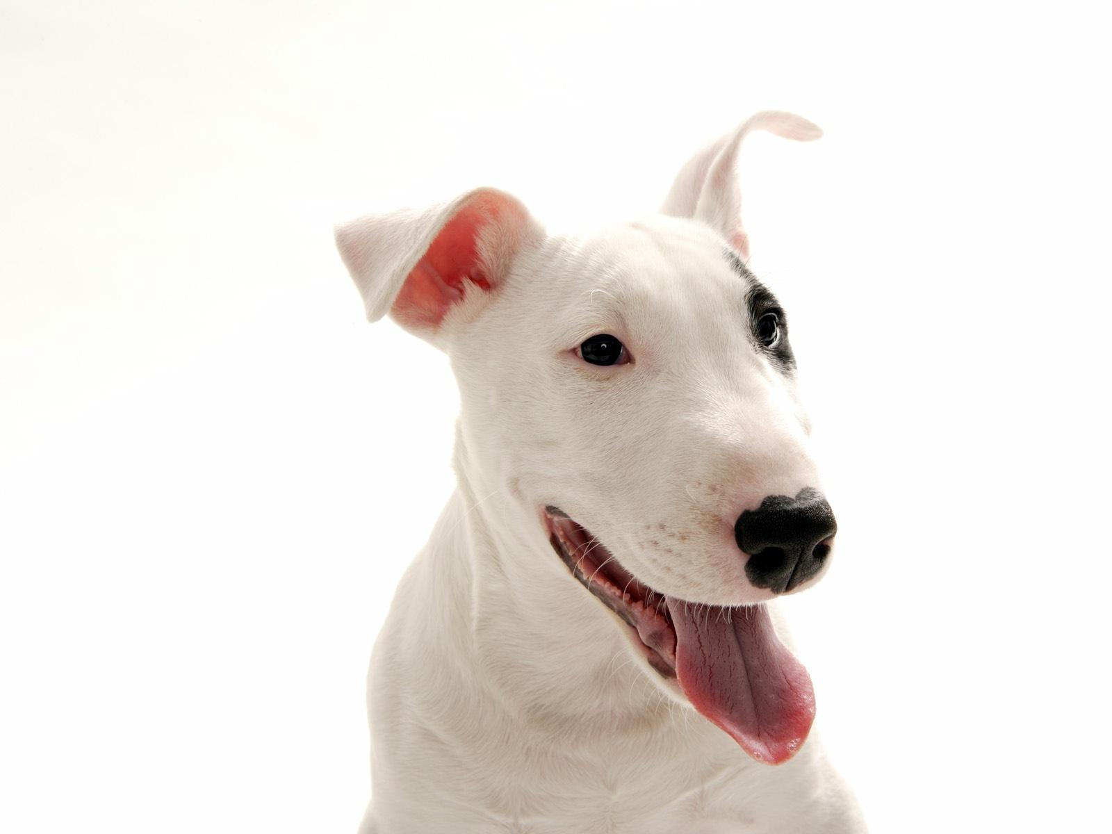 Dogs image Bull Terrier HD wallpaper and background photo