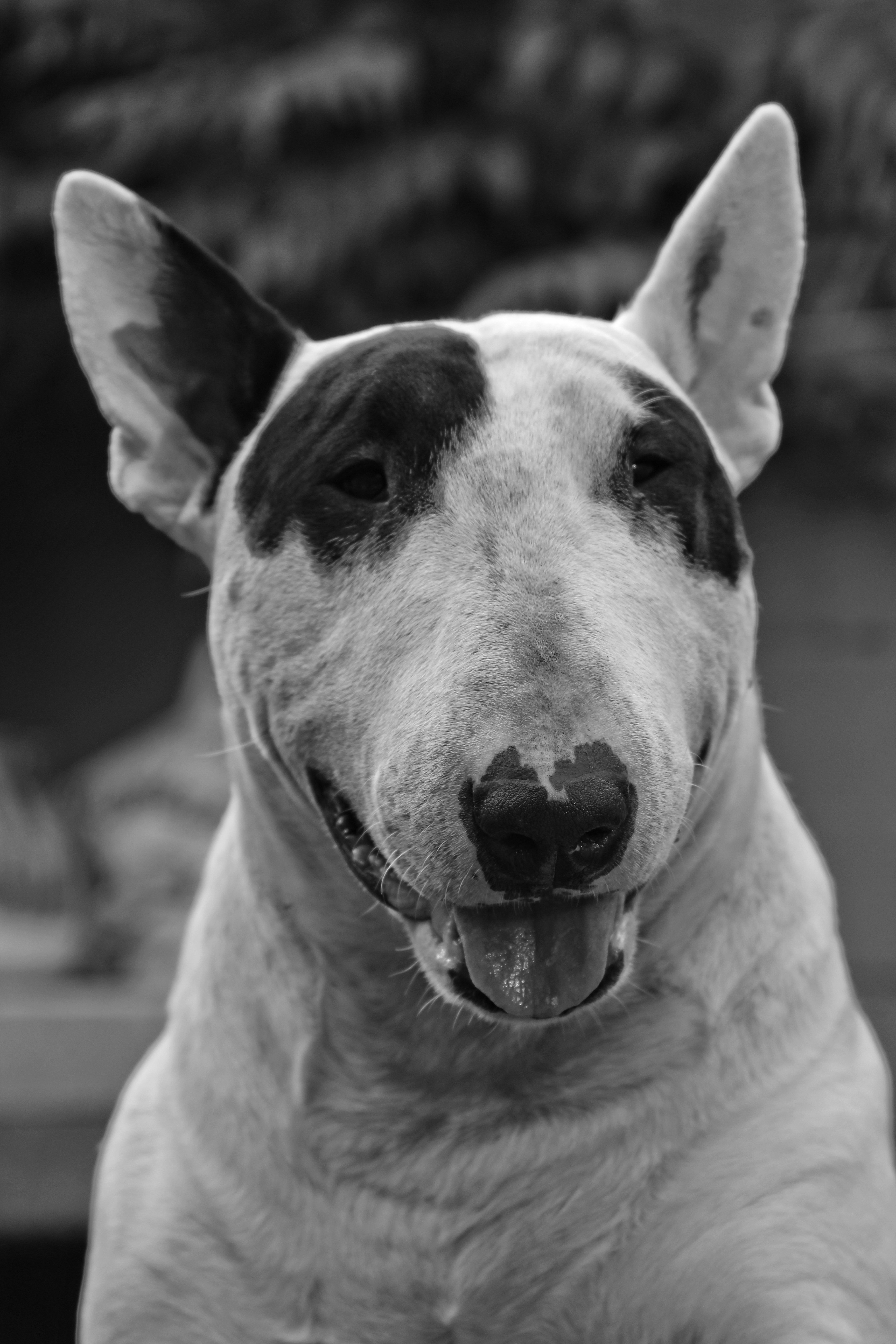 Bull Terrier Wallpapers - Wallpaper Cave