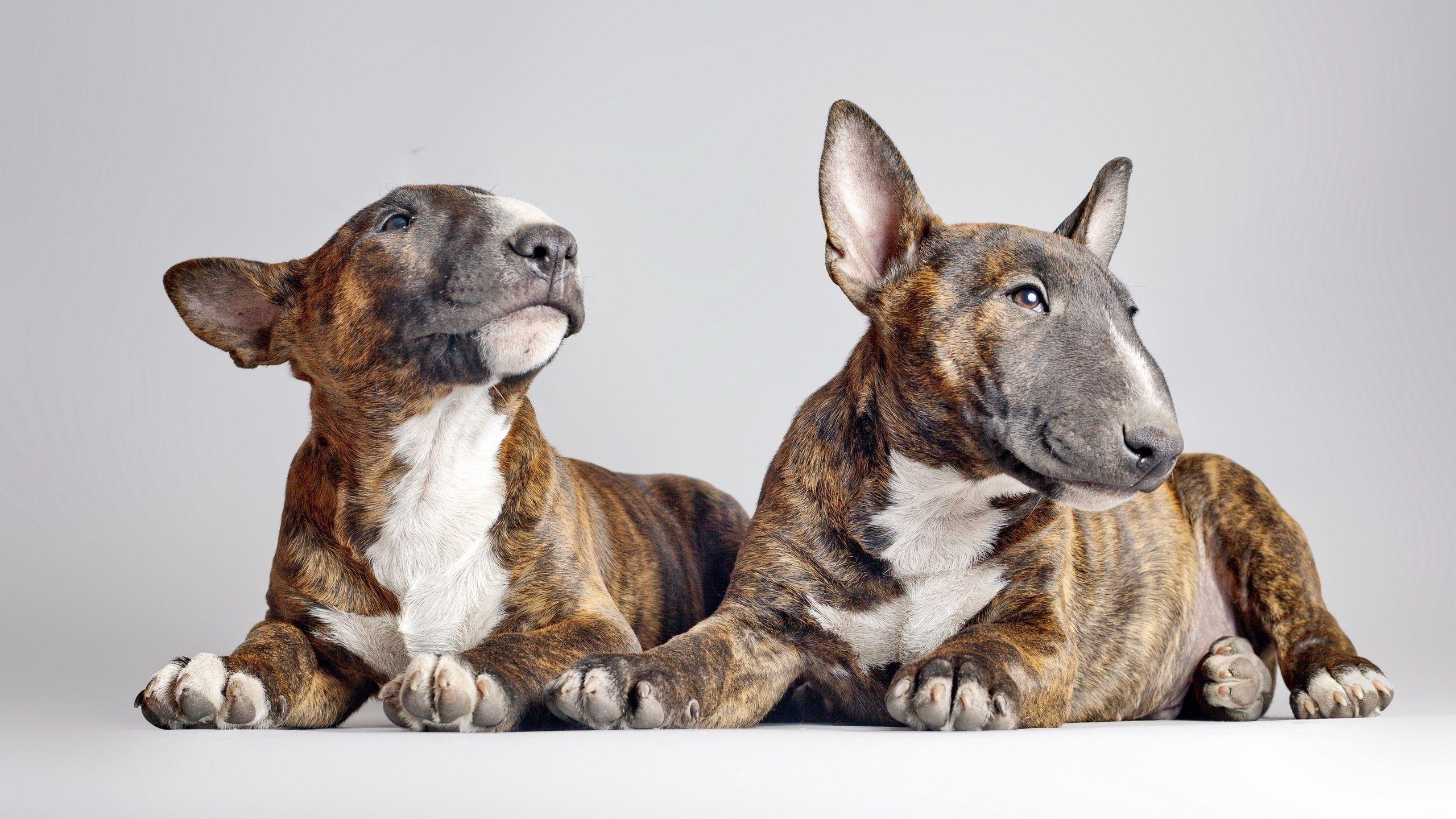 Bull Terriers Wallpaper