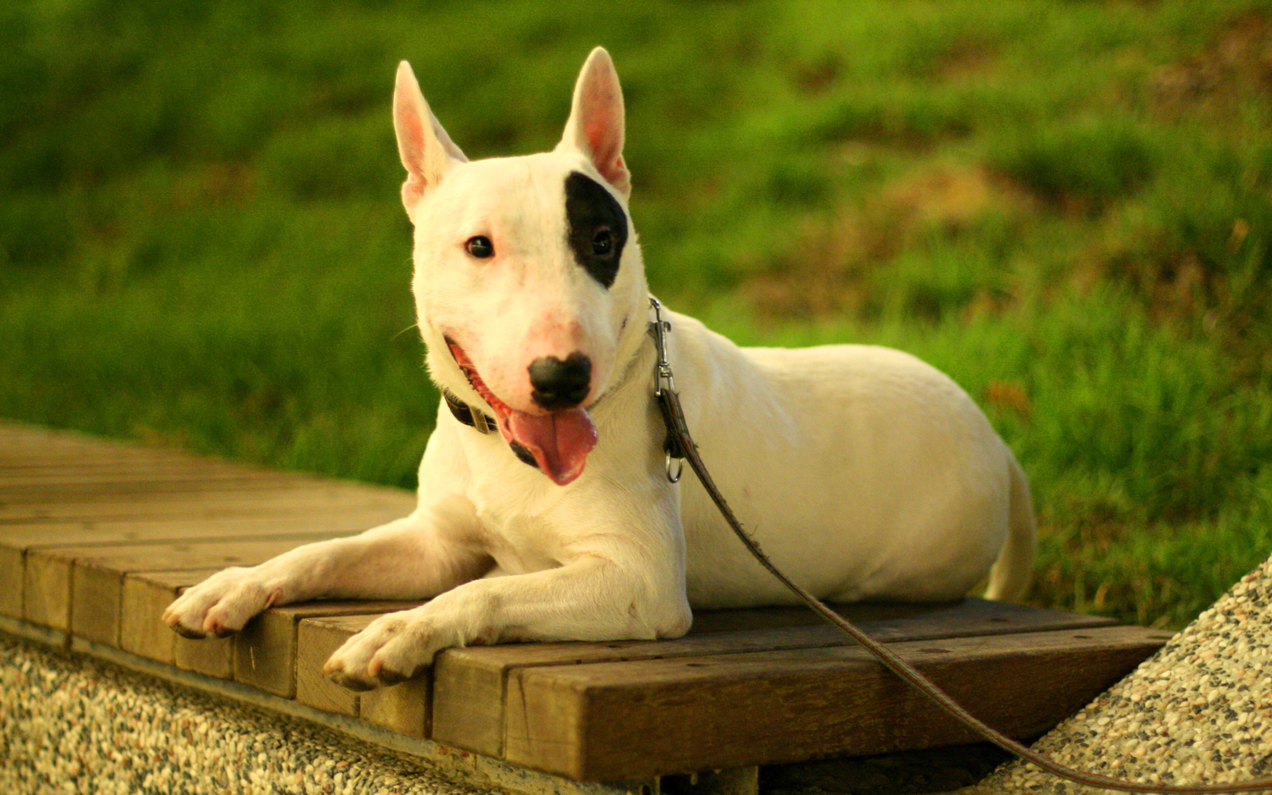 Bull Terrier Wallpaper 1080p XHM