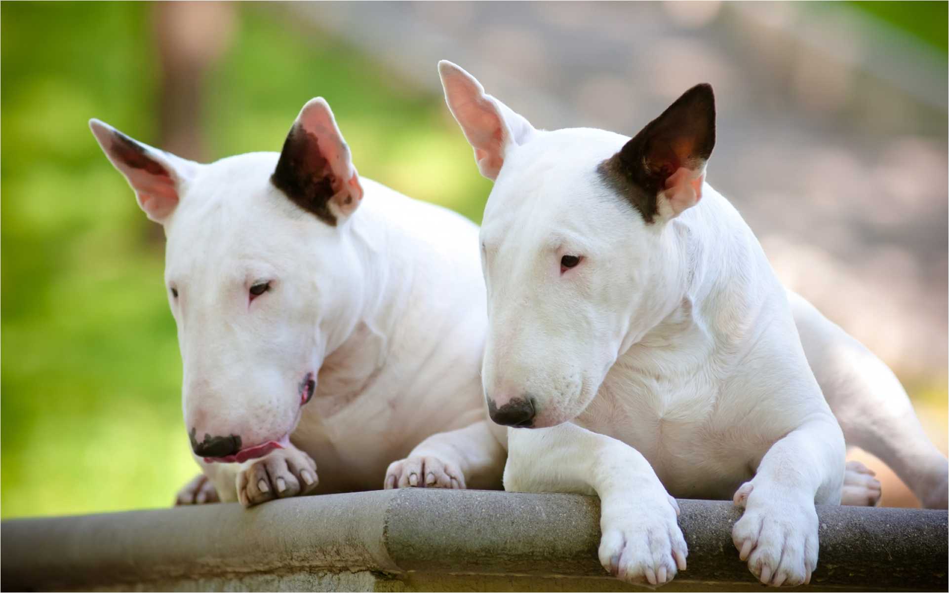 Bull Terrier Wallpapers - Wallpaper Cave