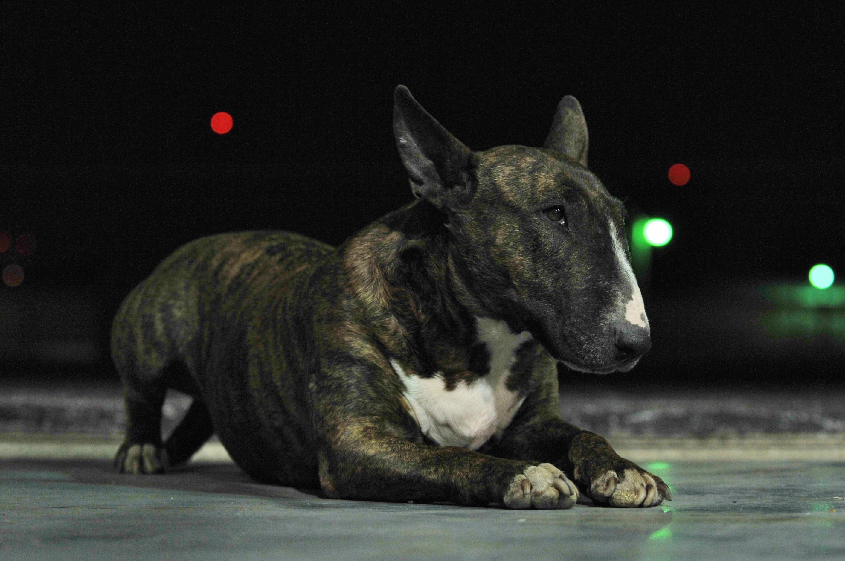 free desktop picture bull terrier terrier category