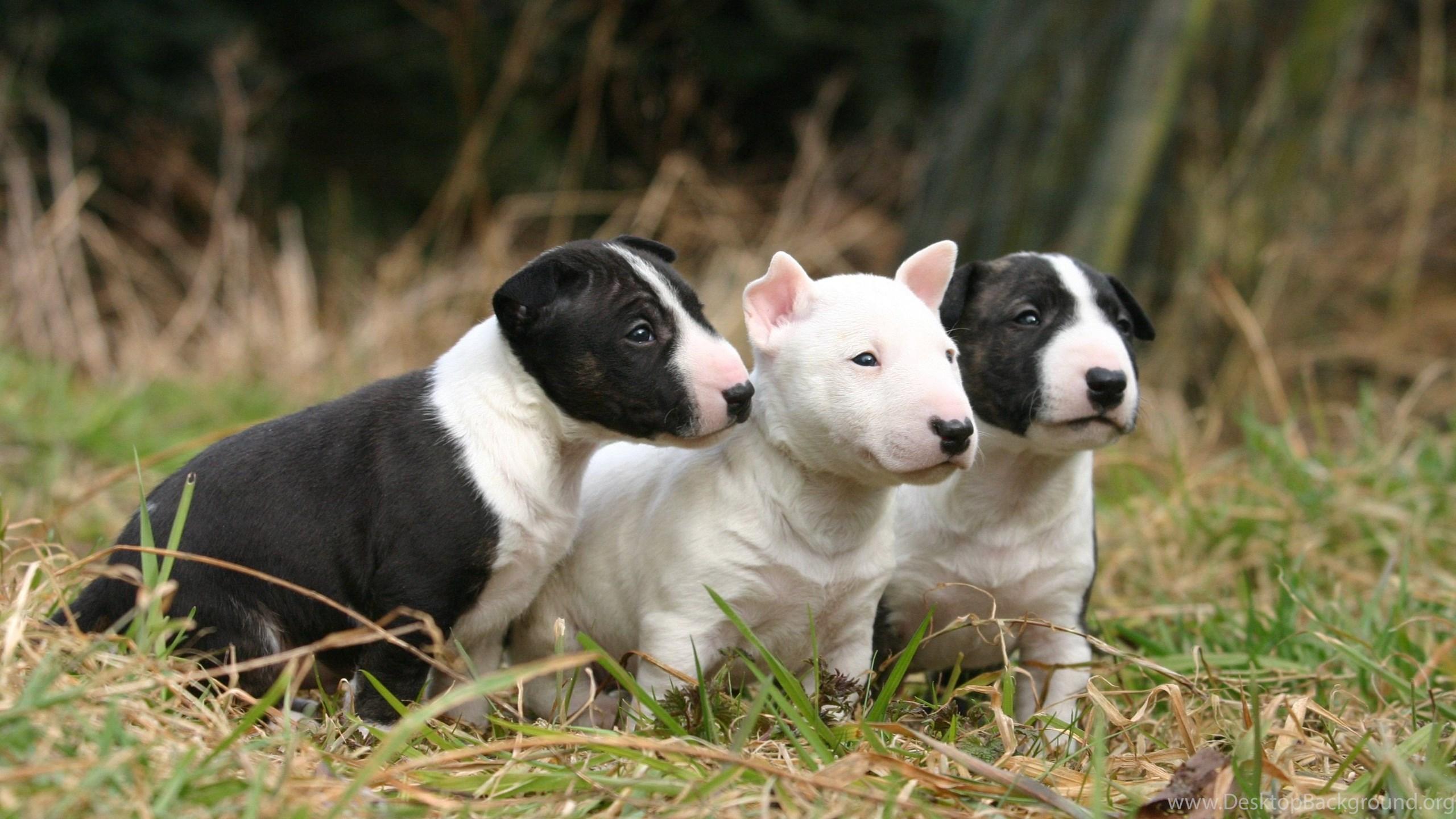 Bull Terrier Wallpapers Wallpaper Cave