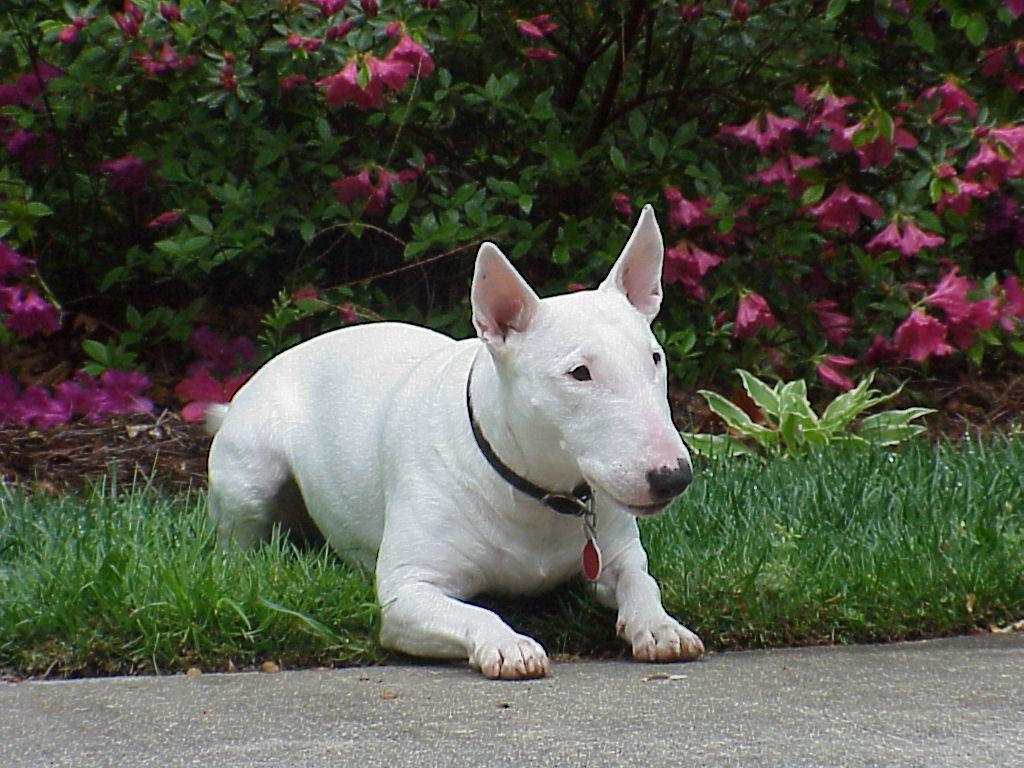 HQFX Wallpaper: Bull Terrier for Mobile