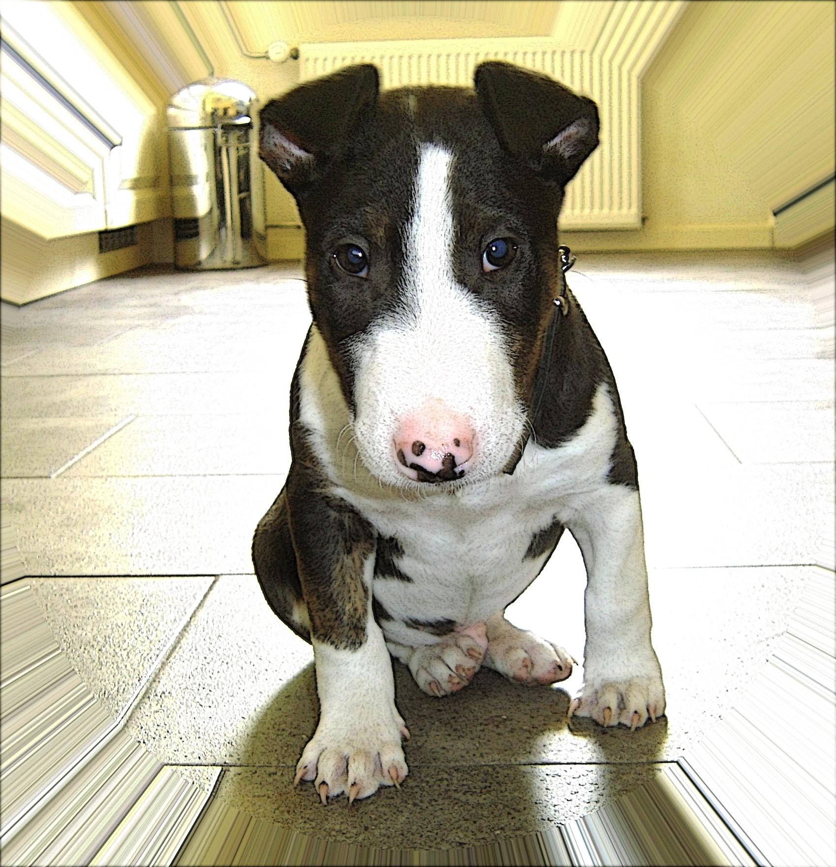 Bull Terrier Wallpaper High Quality