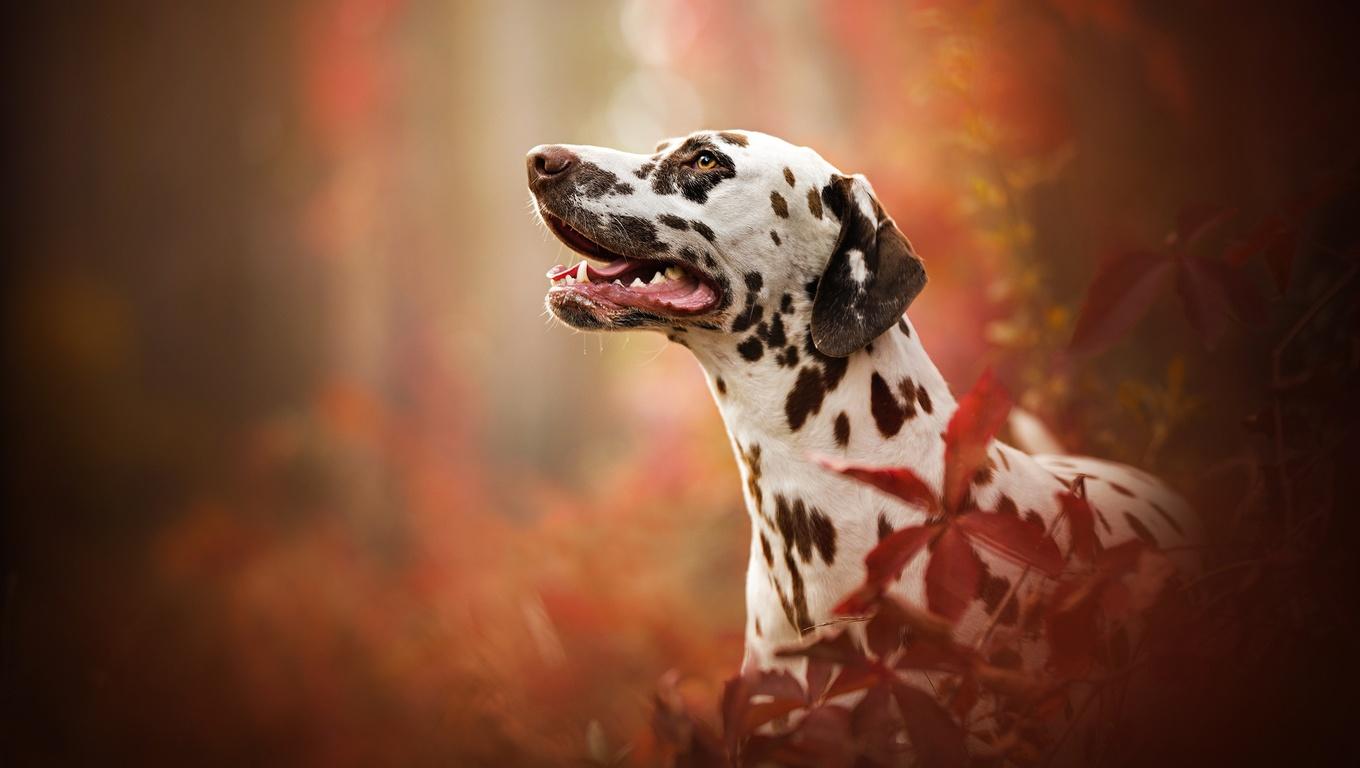 Dalmatian Wallpapers Wallpaper Cave