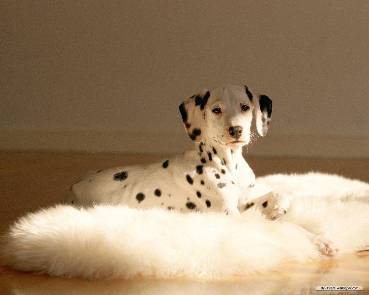 Dalmatian Wallpaper 9 X 1024