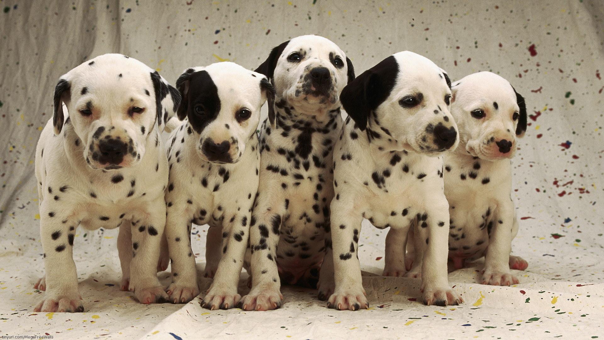 Dalmatian Wallpaper, Picture, Image