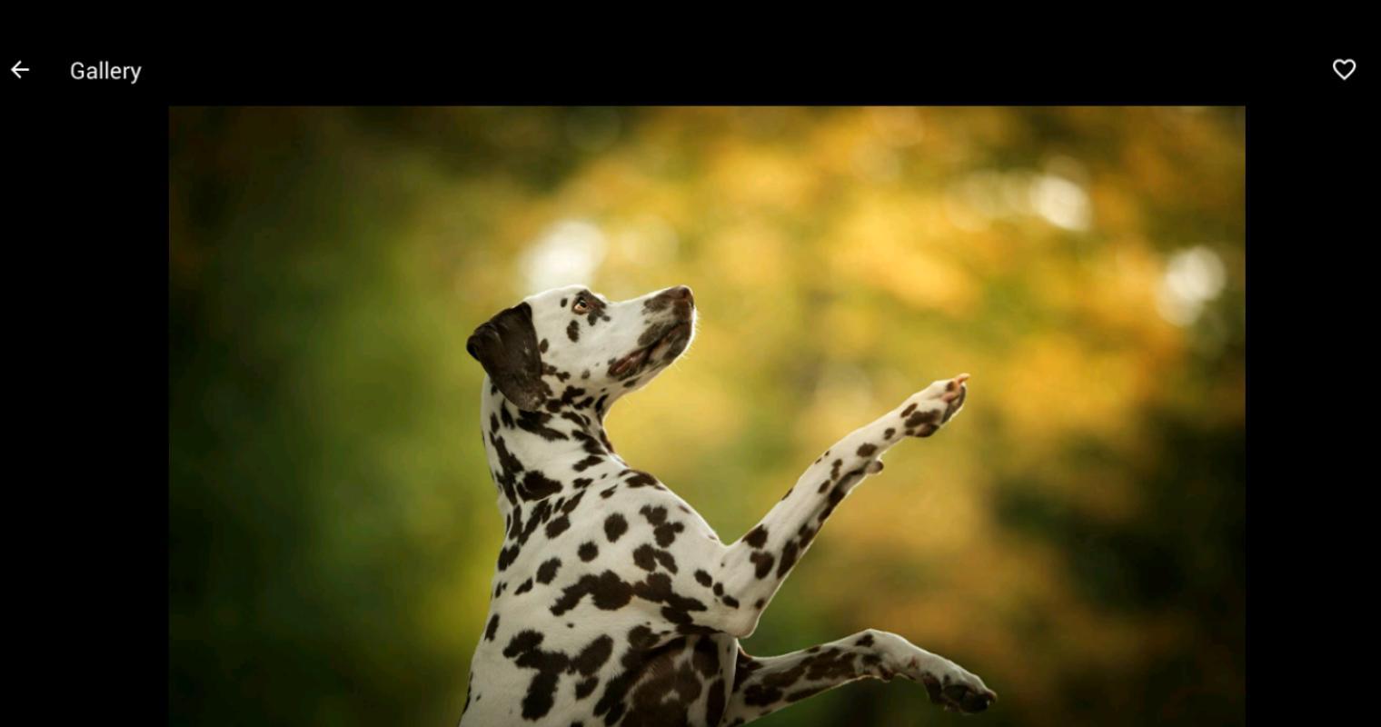 Dalmatian Wallpaper HD for Android