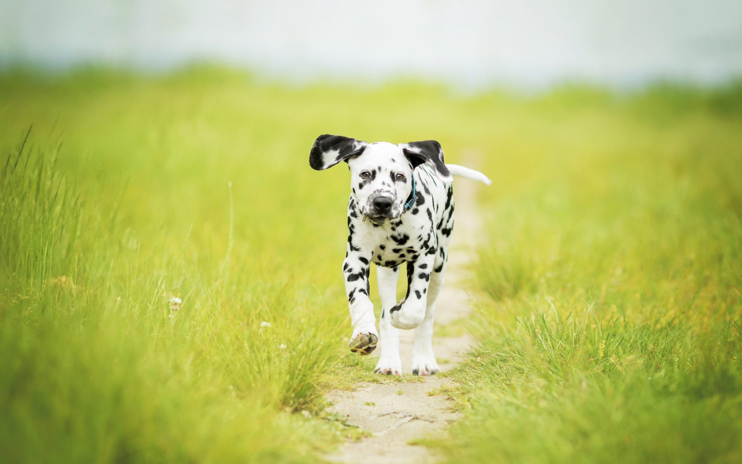 Wallpaper Baby, Animal, Dalmatian, Depth Of Field, Dog Grass