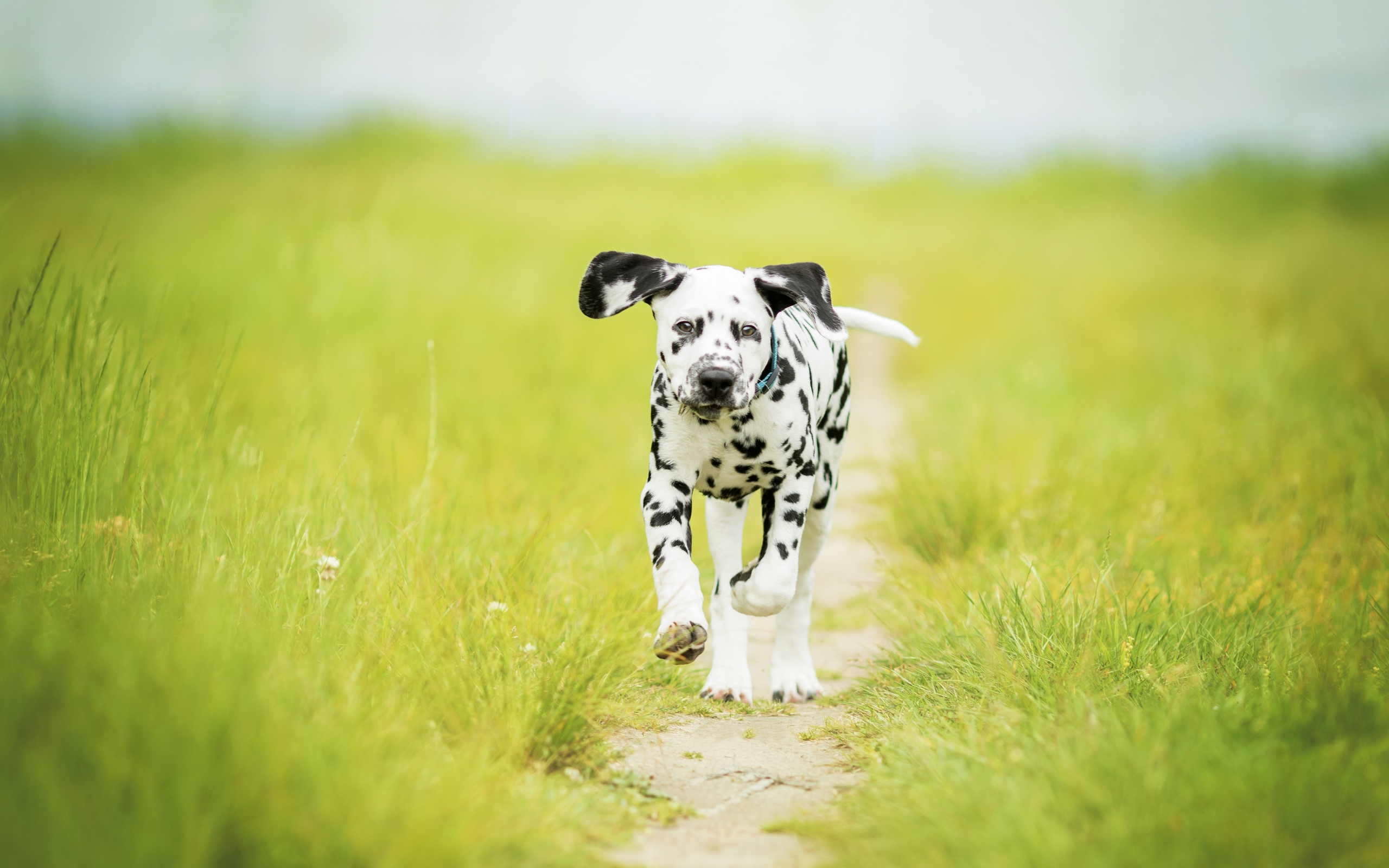 Dalmatian Wallpapers - Wallpaper Cave