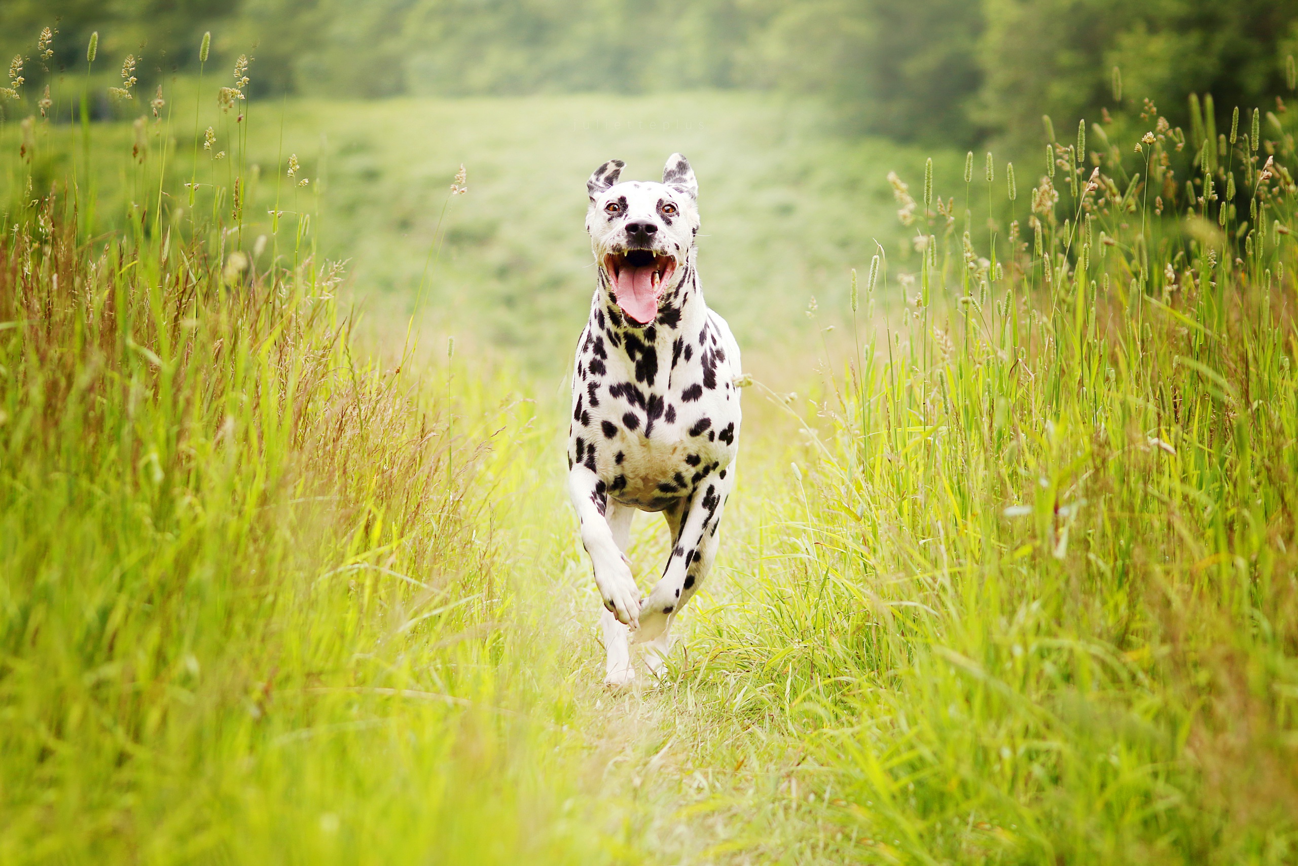 Wallpaper Dalmatian, Breed dog, HD, Animals